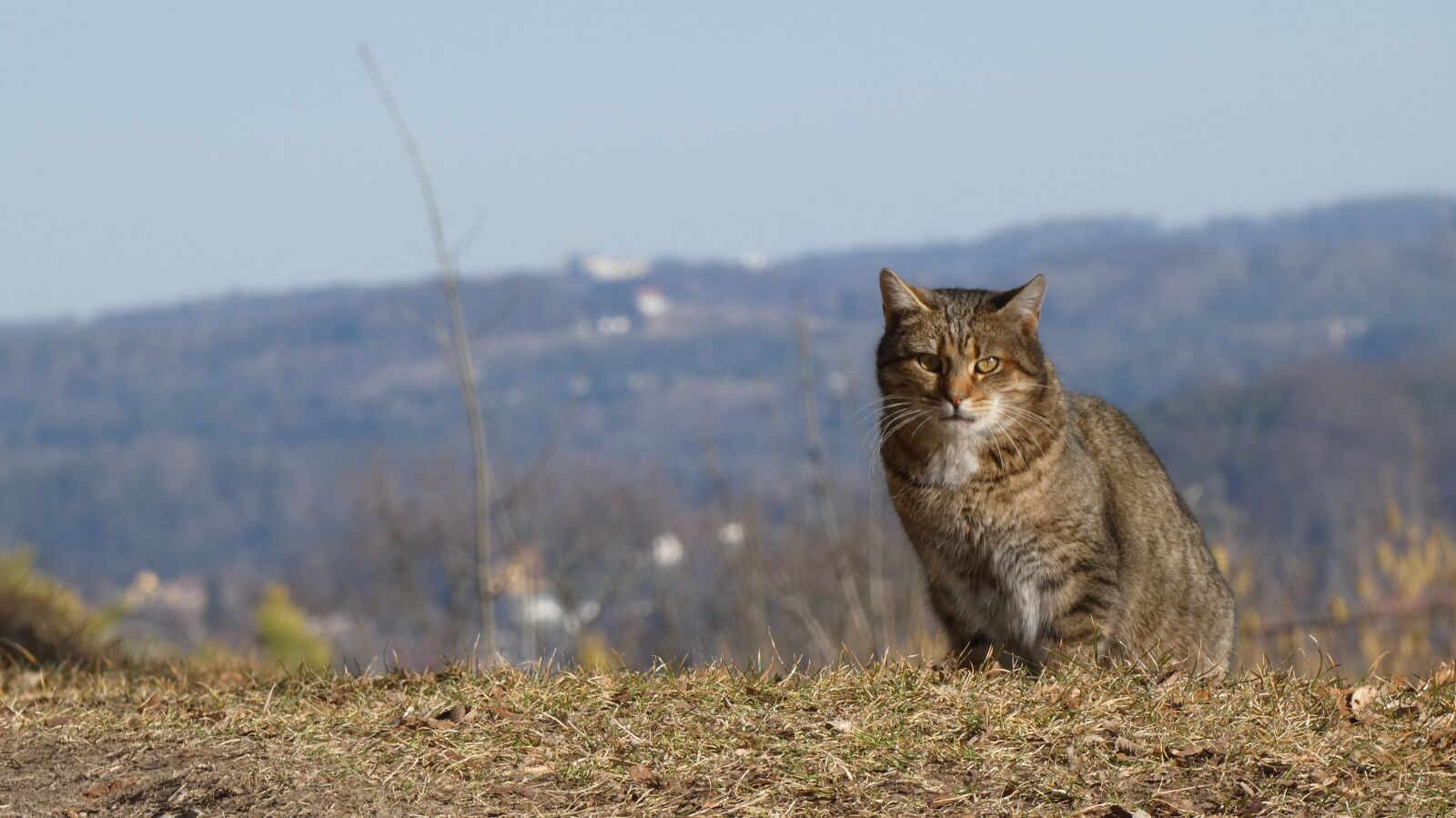 Panasonic DC-FZ83 sample photo. Cat, animal, pet photography