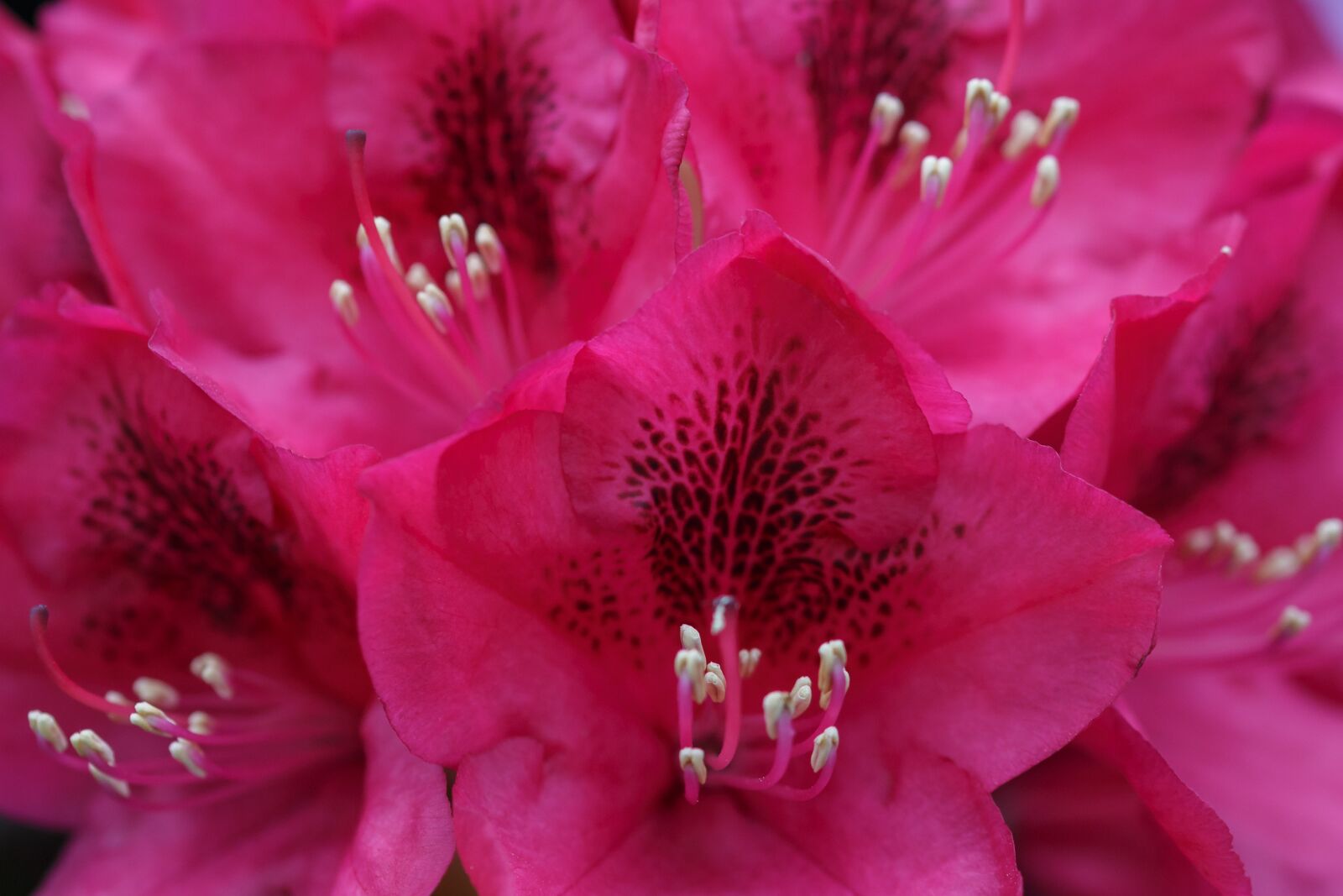 Canon EOS 70D sample photo. Flower, blossom, bloom photography