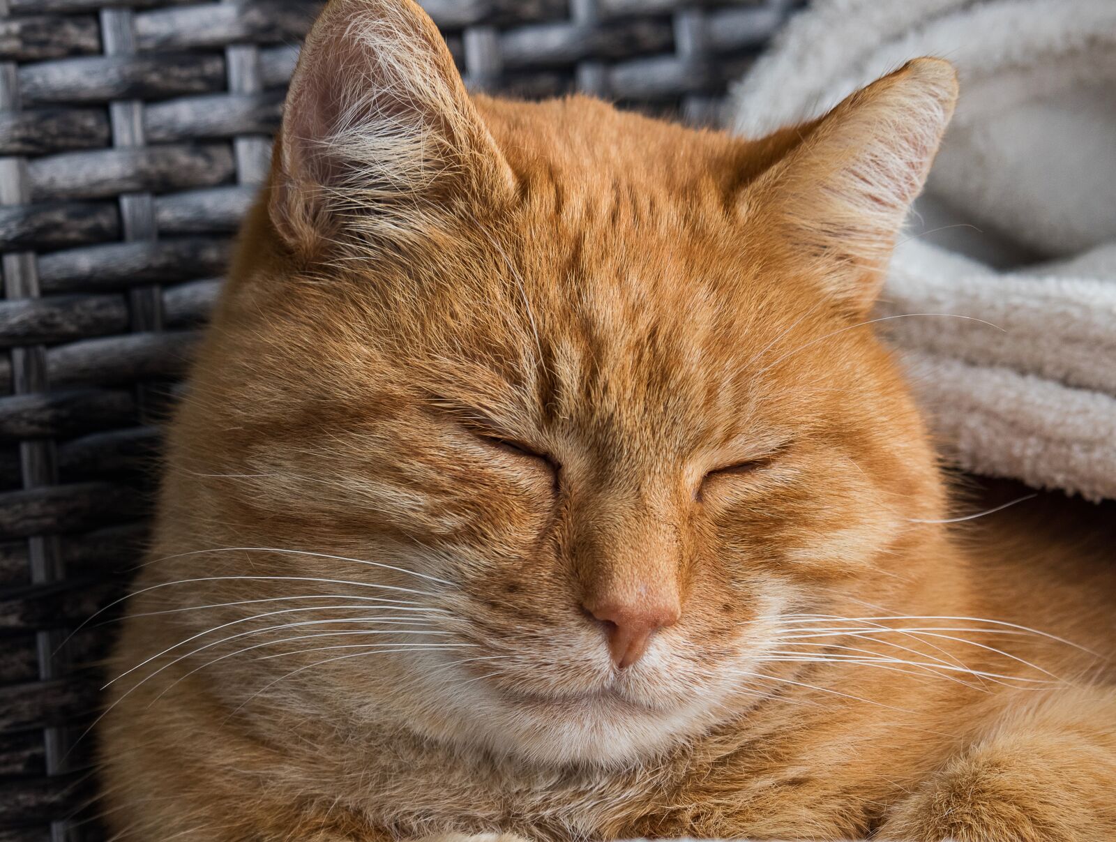 Canon EF-S 55-250mm F4-5.6 IS STM sample photo. Cat, domestic cat, mammal photography