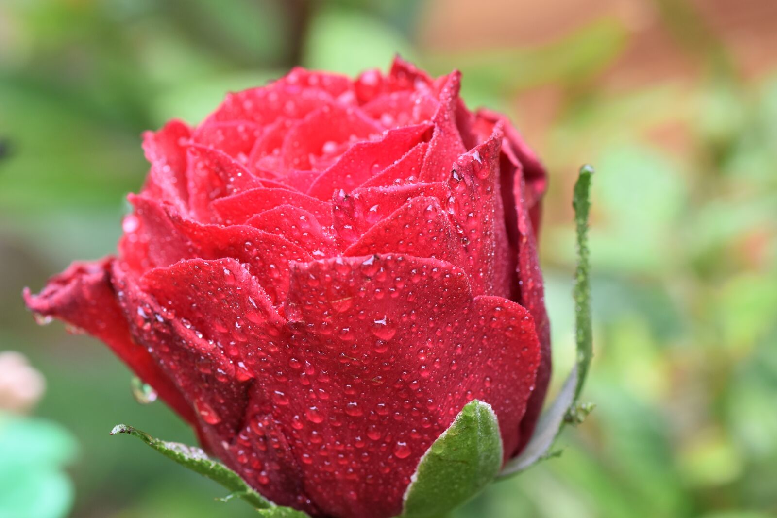 Nikon D7200 sample photo. Pink, flower photography