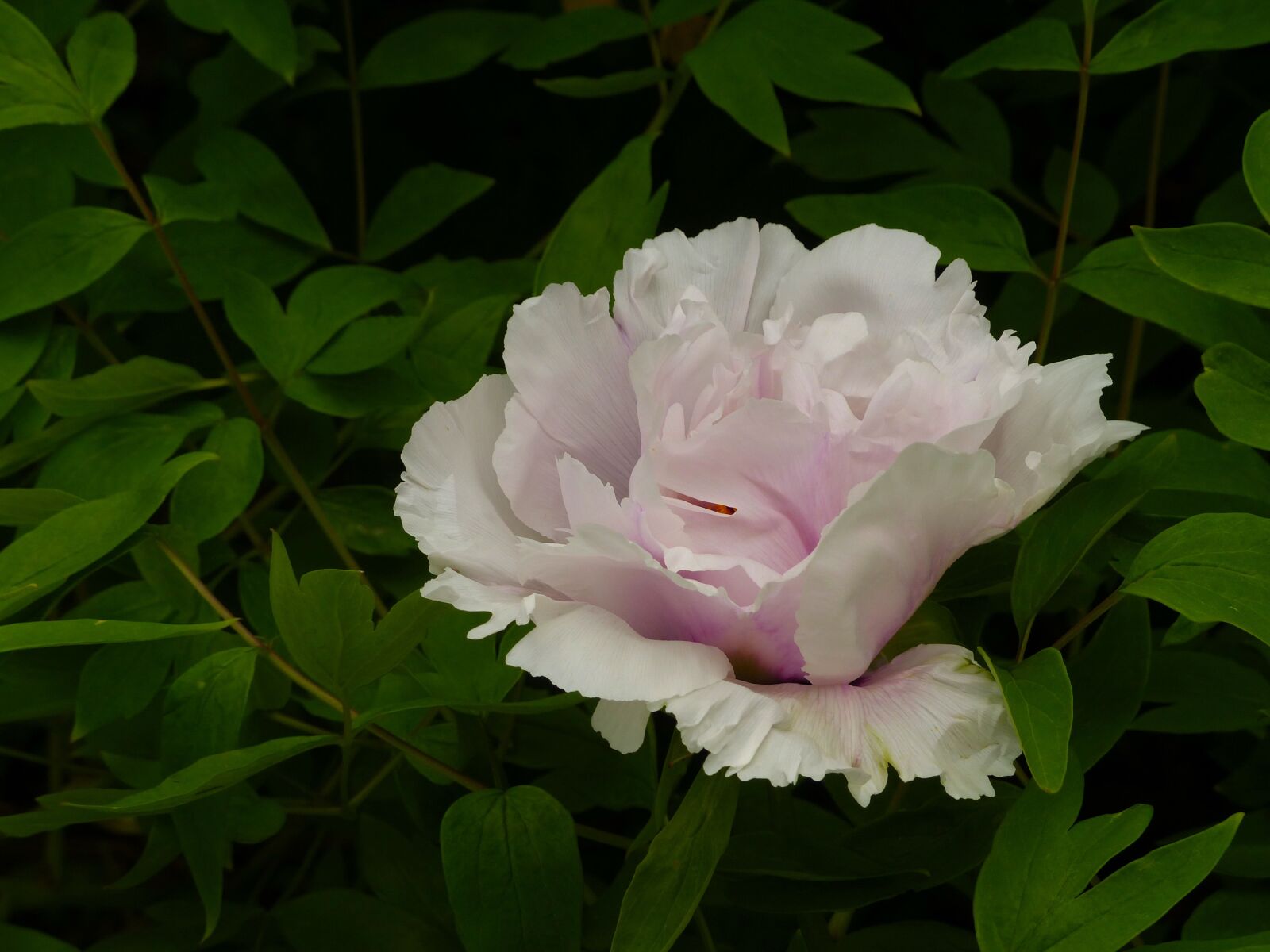 Panasonic Lumix DMC-FZ200 sample photo. Peony, flower, bloom photography