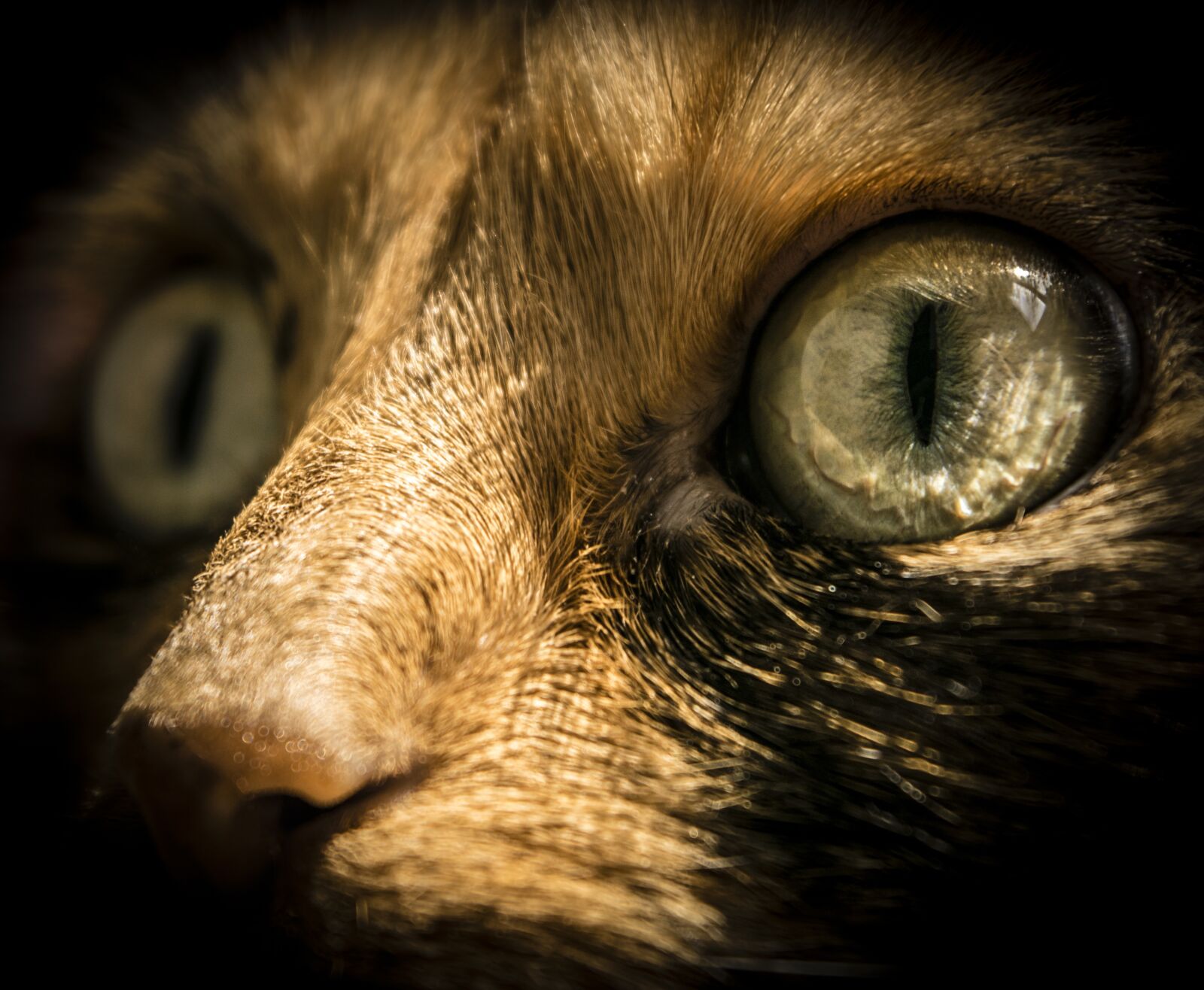 Nikon D3300 sample photo. Face, animal, mammal photography