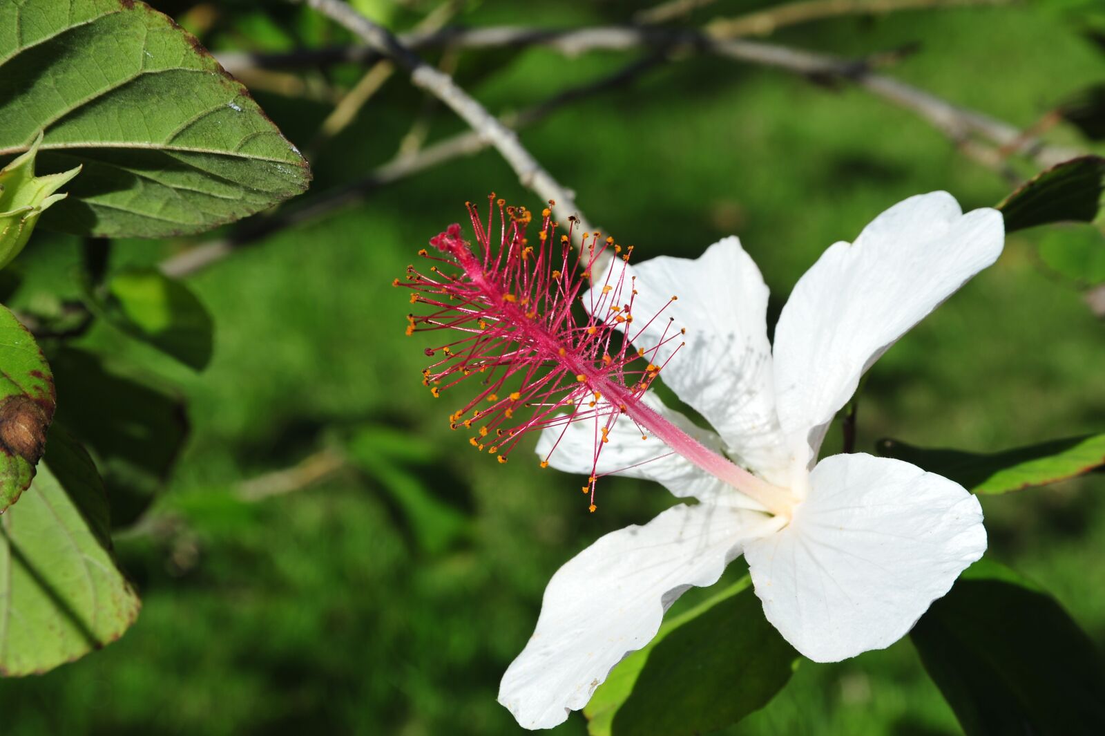 Nikon D700 sample photo. Blossom, bloom, tropical photography