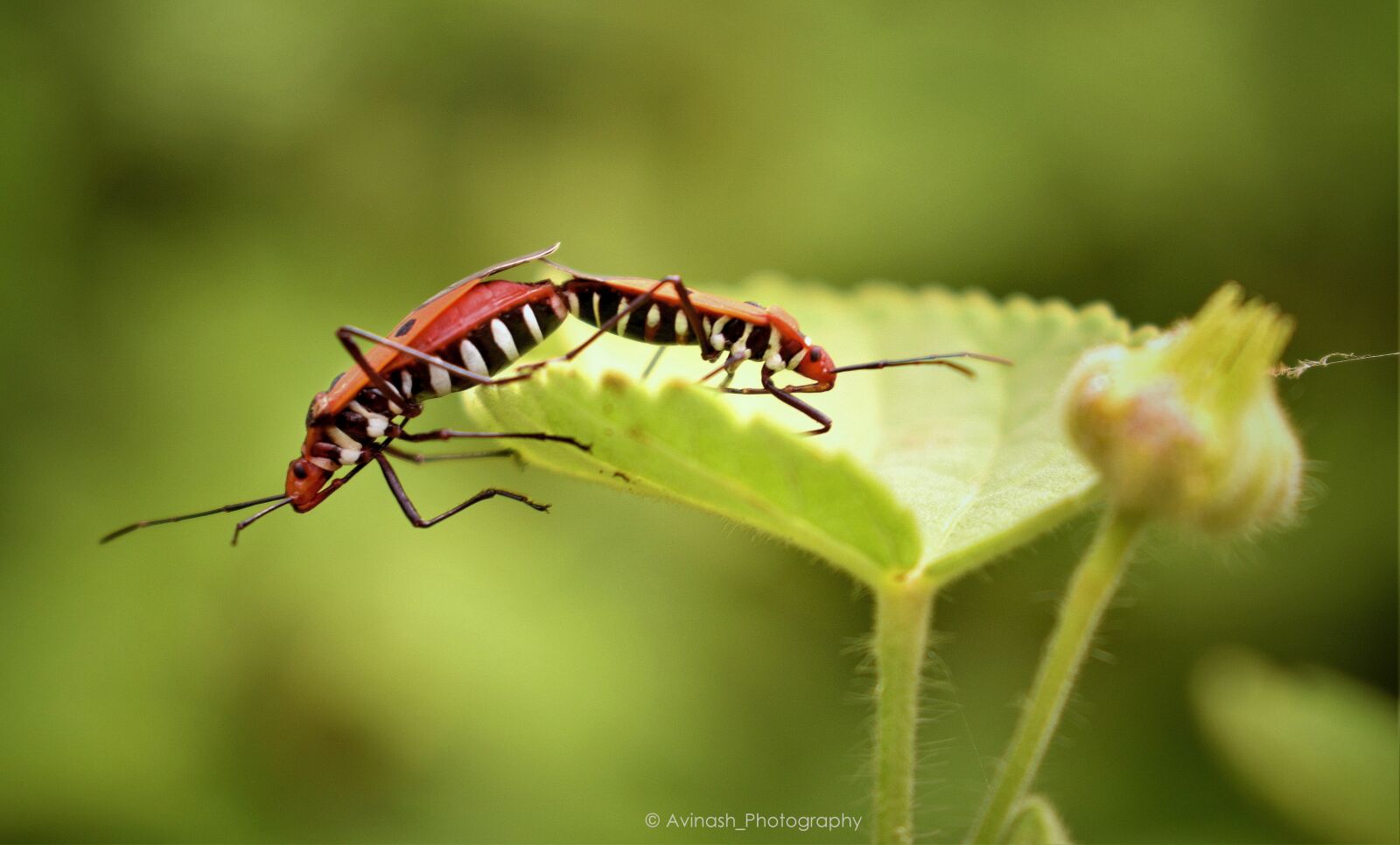 Nikon D5300 sample photo. Dysdercus, cingulatus, dysdercuscingulatus photography