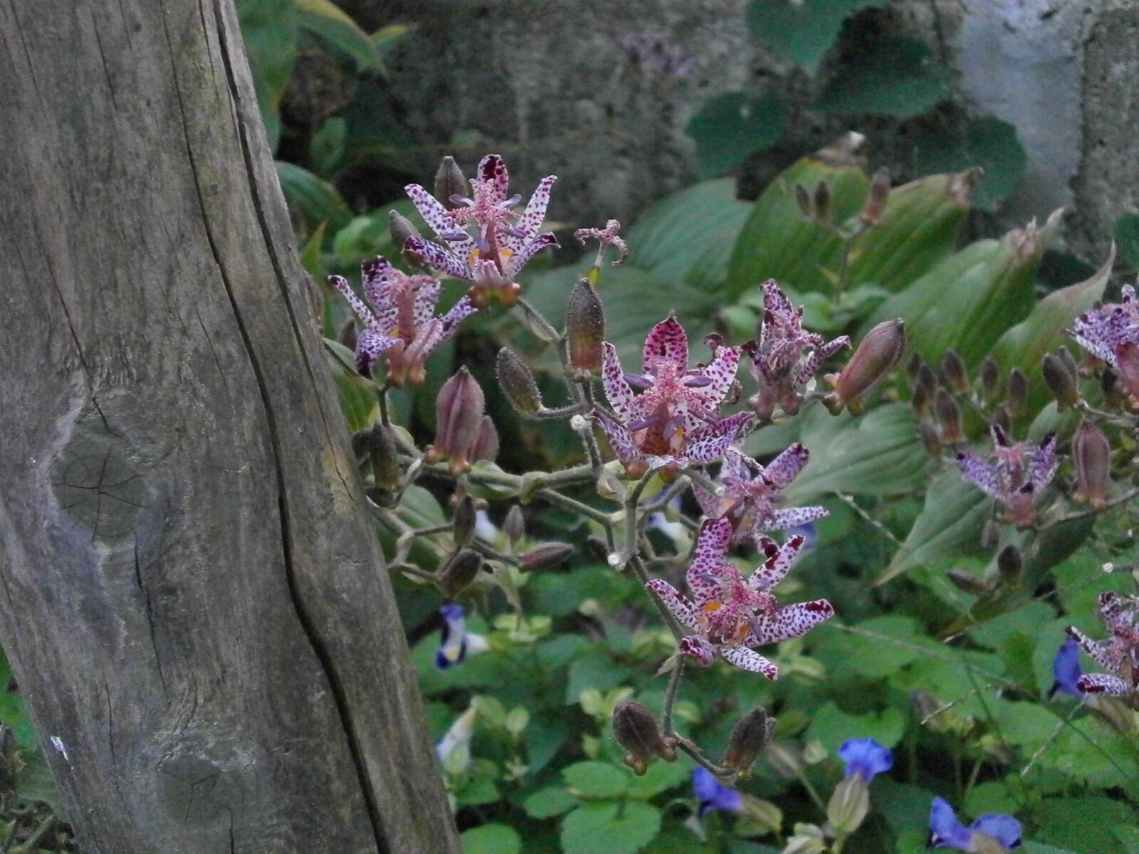 Olympus VG110,D700 sample photo. Hirta, liliaceae, autumn flowers photography