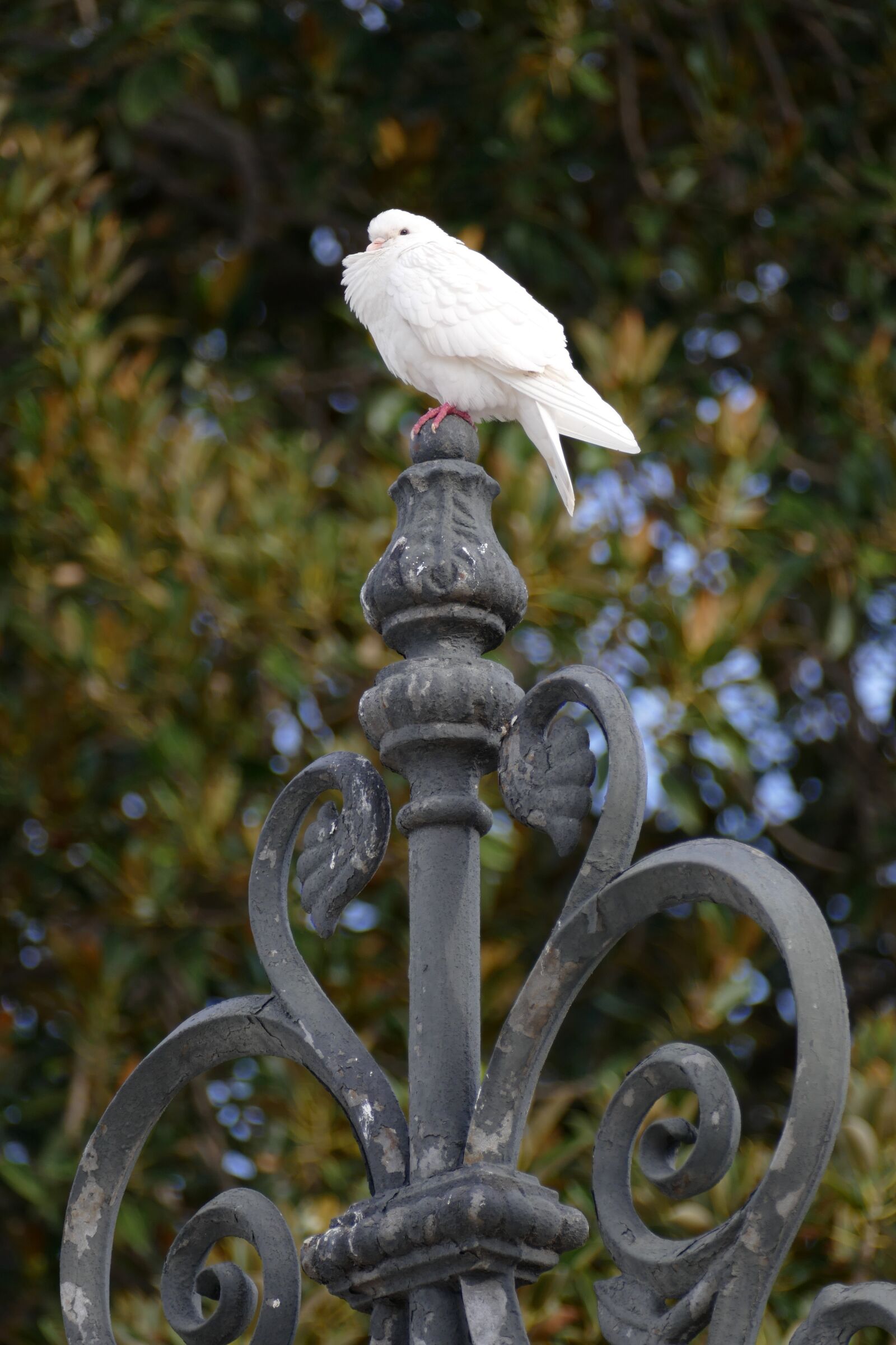 Panasonic Lumix DMC-FZ1000 sample photo. Pigeon, bird, fauna photography