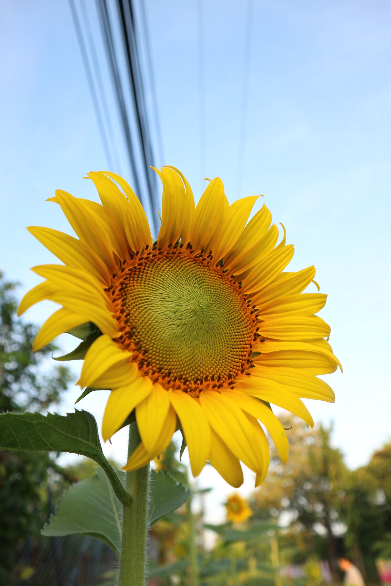 Canon EOS M10 sample photo. Sunflower, yellow, flowers photography