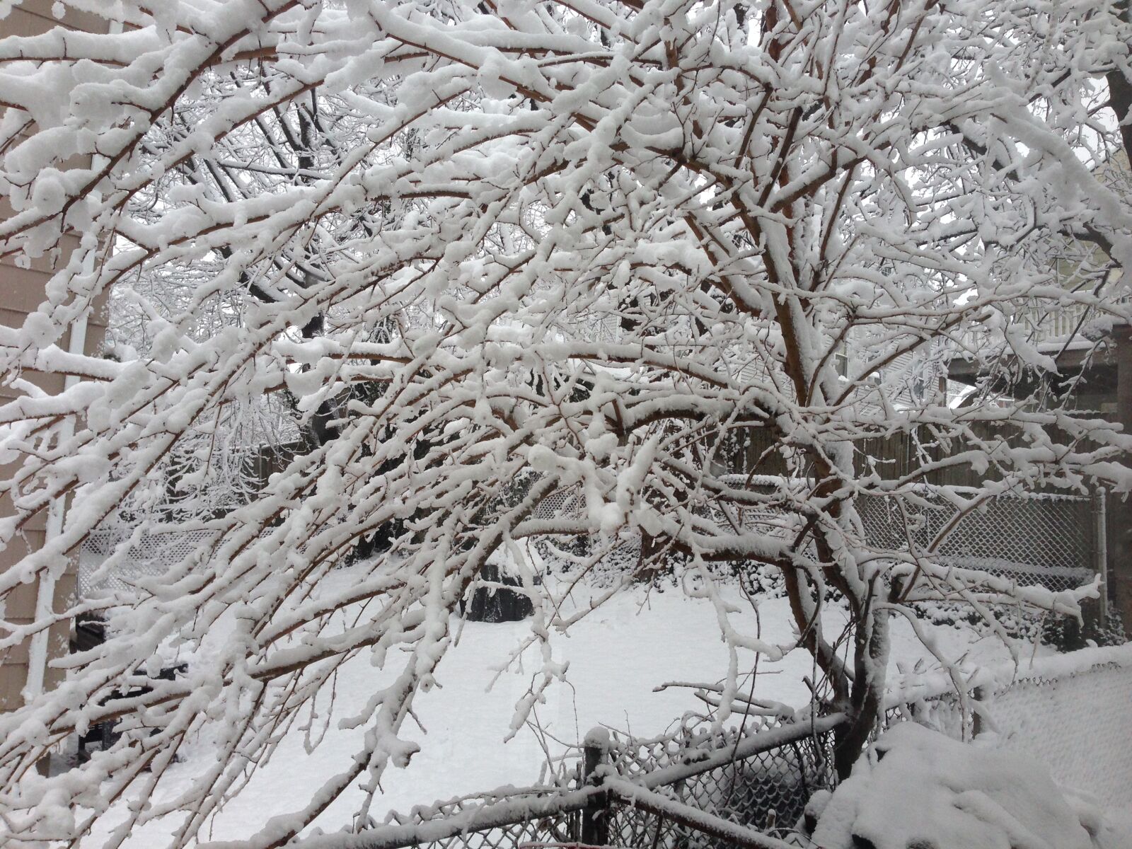 iPhone 5 back camera 4.12mm f/2.4 sample photo. Tree, winter, snow photography