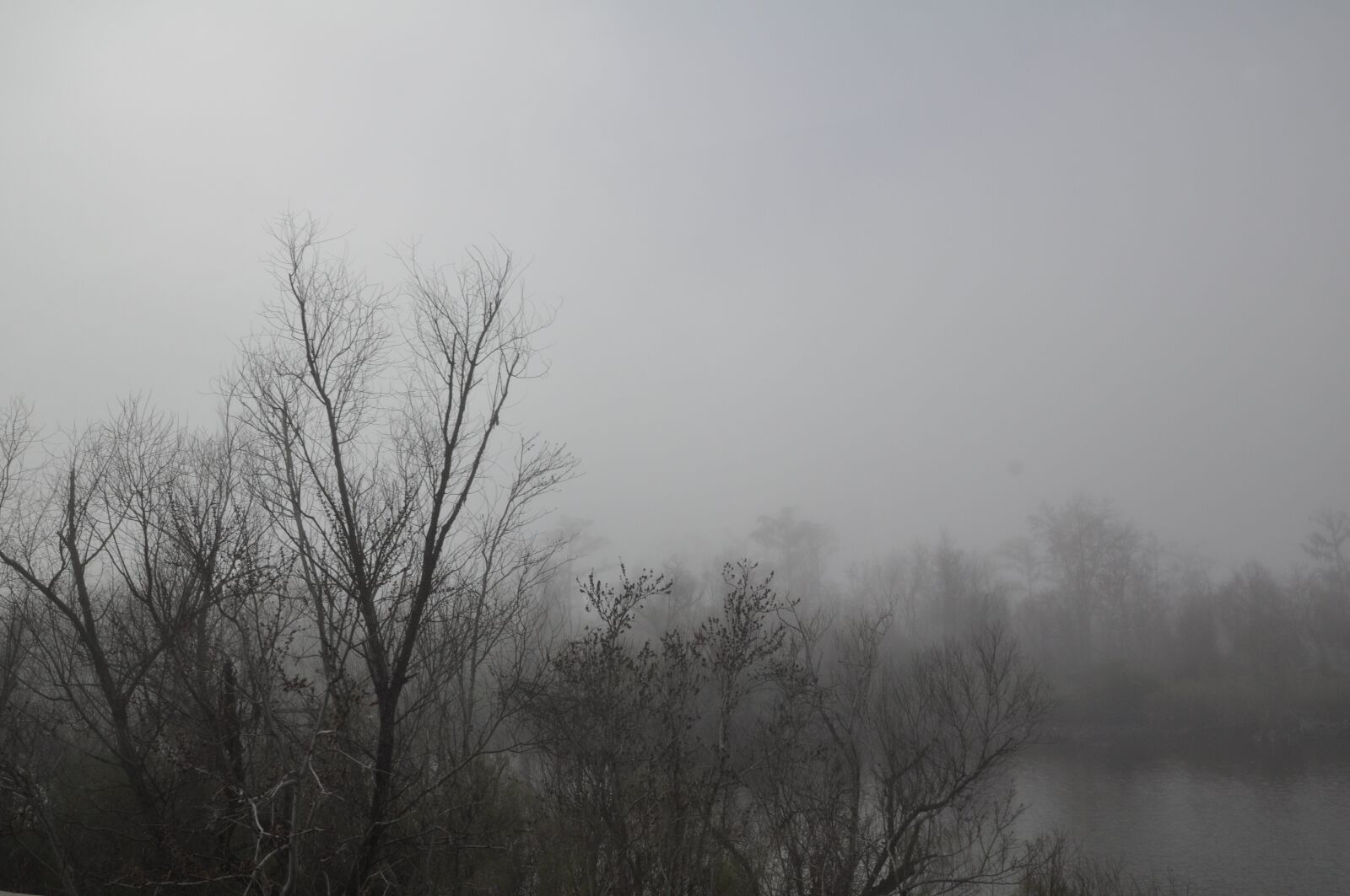 Nikon D90 sample photo. Trees, fog, black and photography