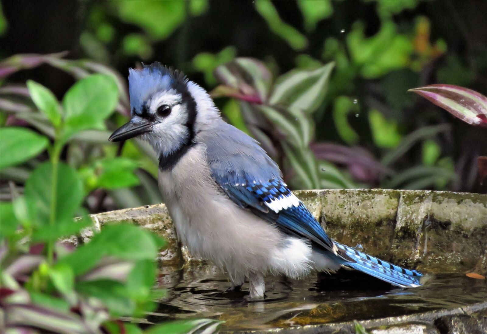 Canon PowerShot SX60 HS sample photo. Blue jay, bird, feather photography