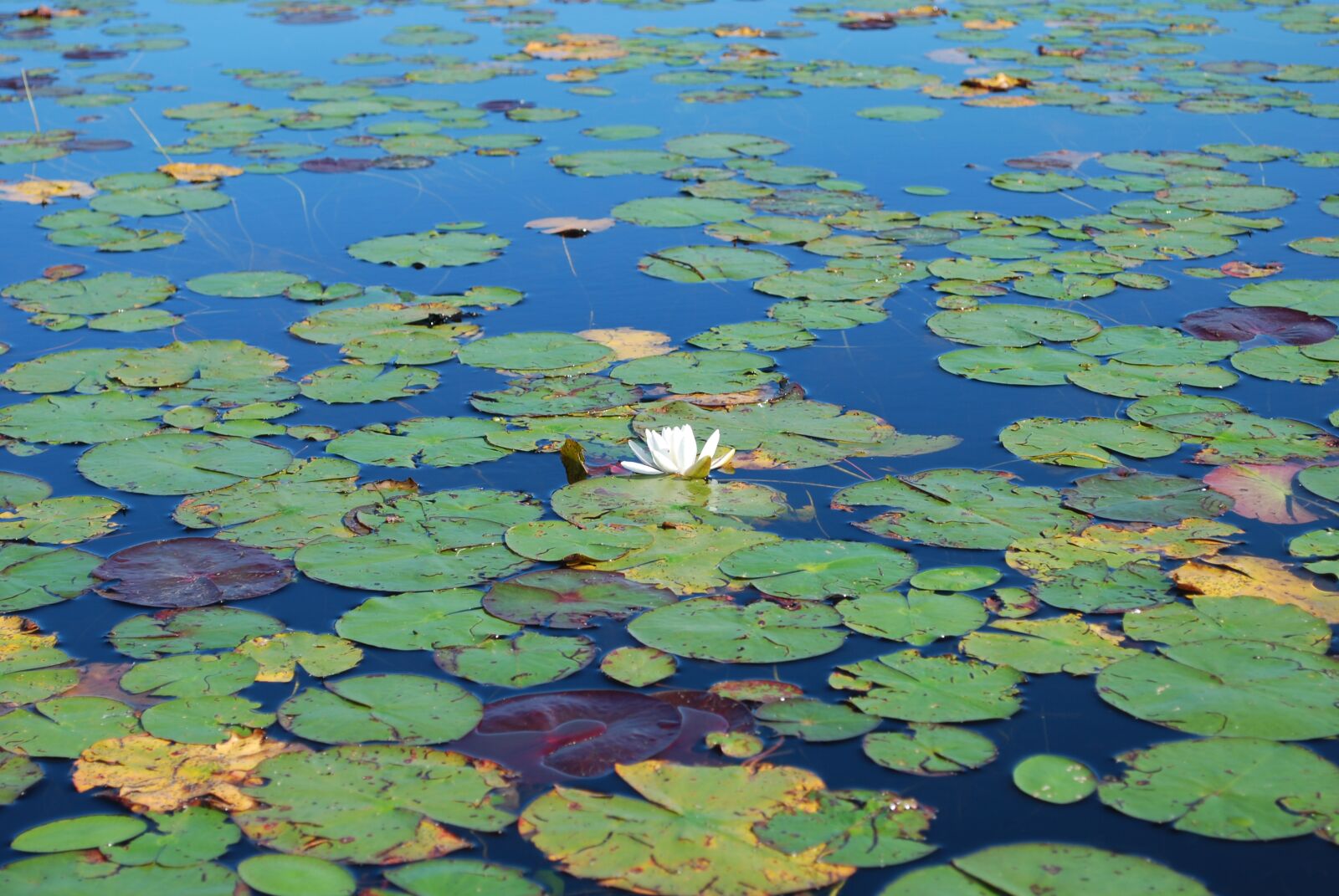 Nikon D60 sample photo. Nature, lake, water photography