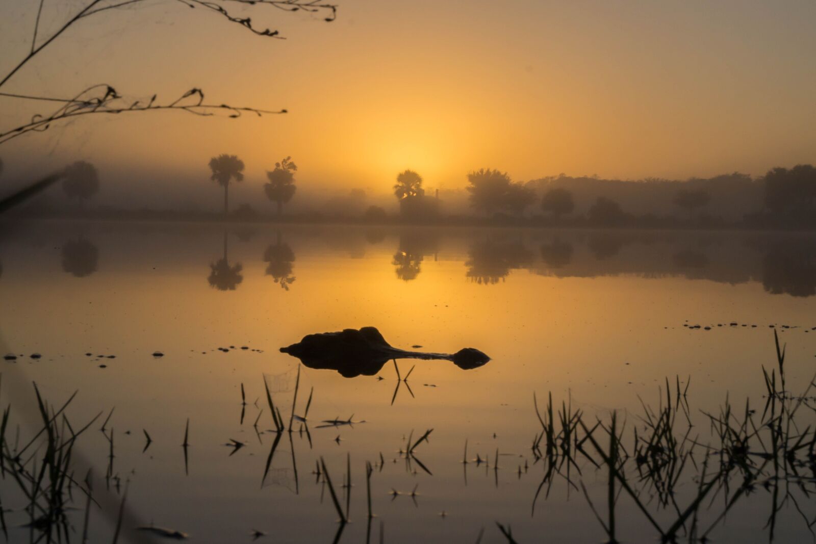 Sony a6000 sample photo. Alligator, sunset, wildlife photography