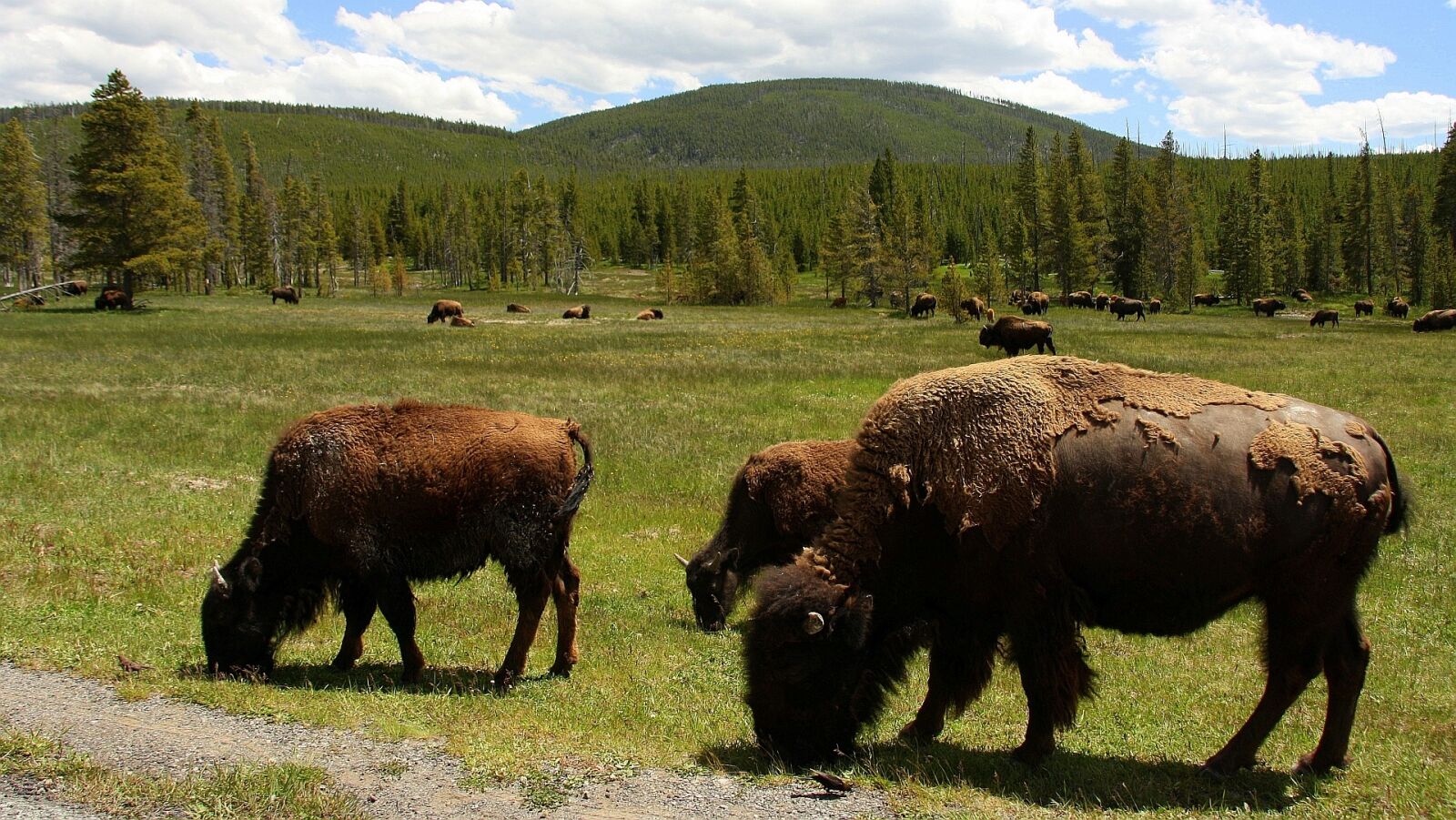 Canon EOS 1000D (EOS Digital Rebel XS / EOS Kiss F) sample photo. Usa, buffalo, yellowstone national photography