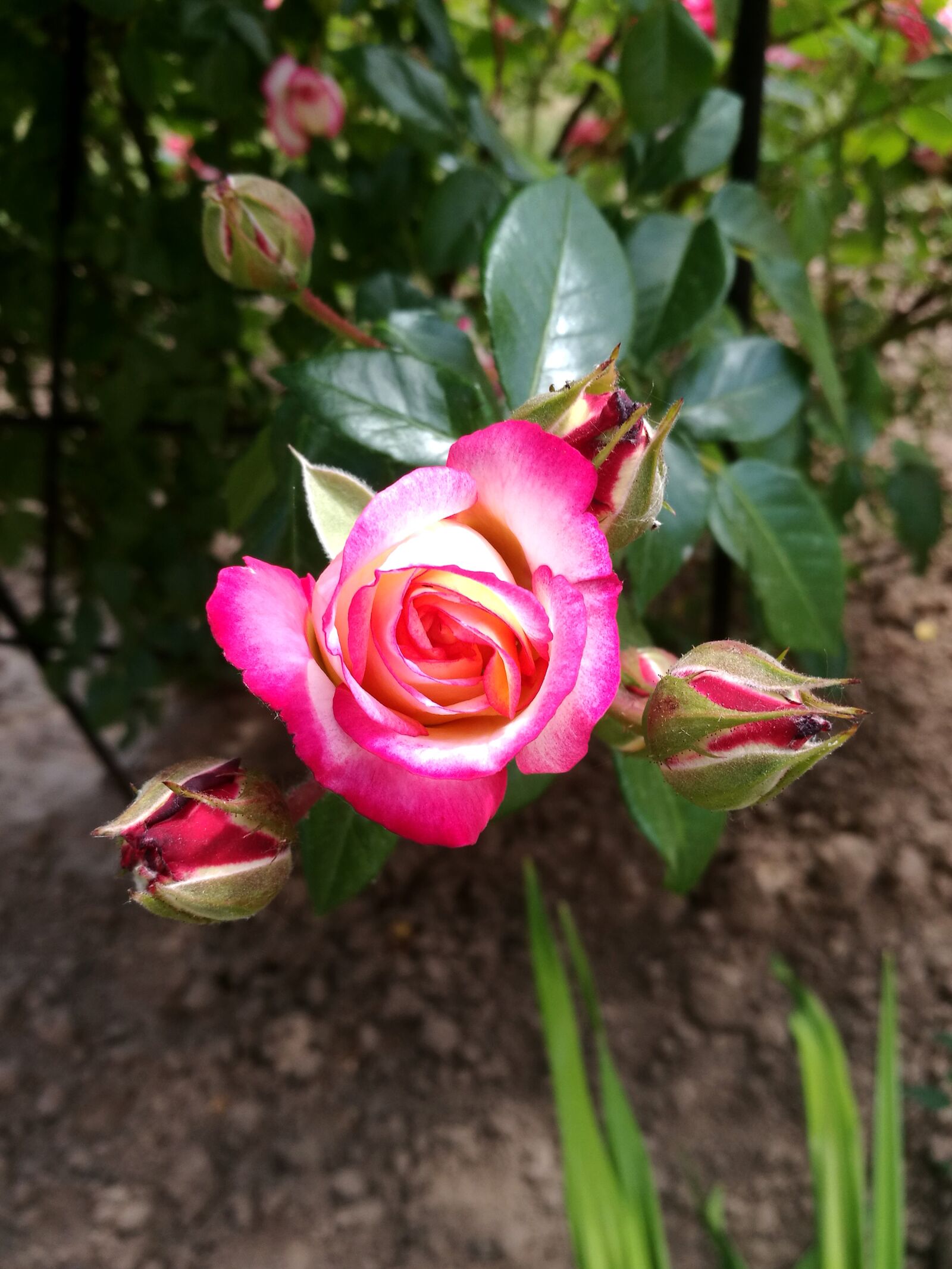 HUAWEI P9 sample photo. Rose, summer, macro photography