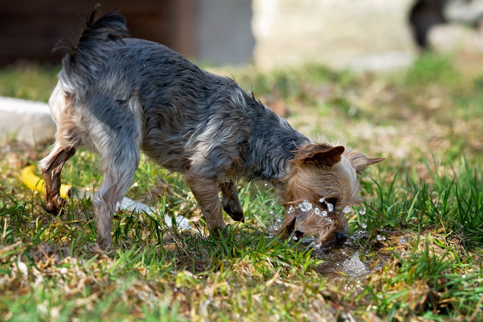 Nikon D7100 sample photo. Dog, water, out photography