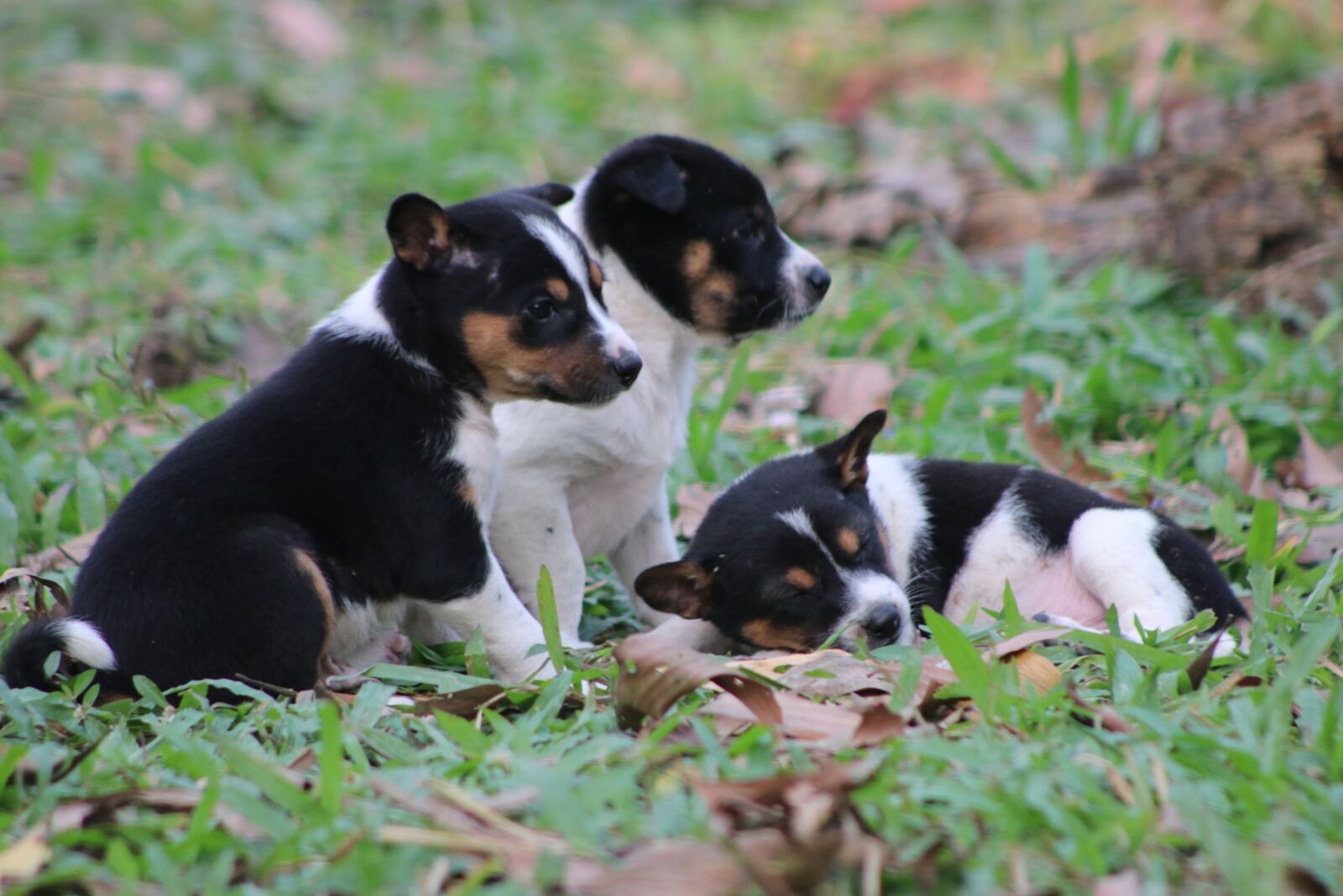 Canon EF75-300mm f/4-5.6 sample photo. Puppy, animal, pet photography