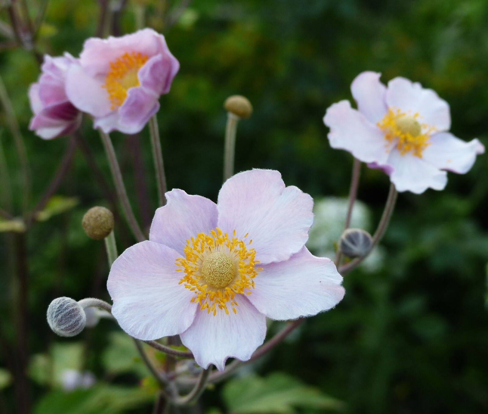 Panasonic PHOTOfunSTUDIO 8.3 PE sample photo. Anemone, flowers, flower photography