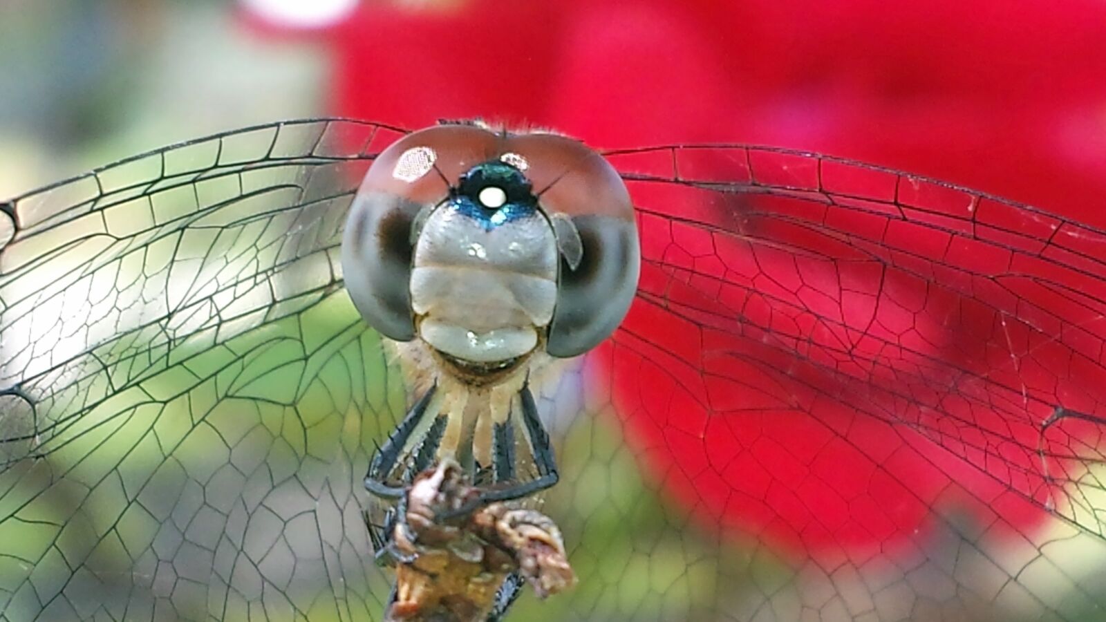 Samsung Galaxy S4 sample photo. Dragonfly, rose, nature photography