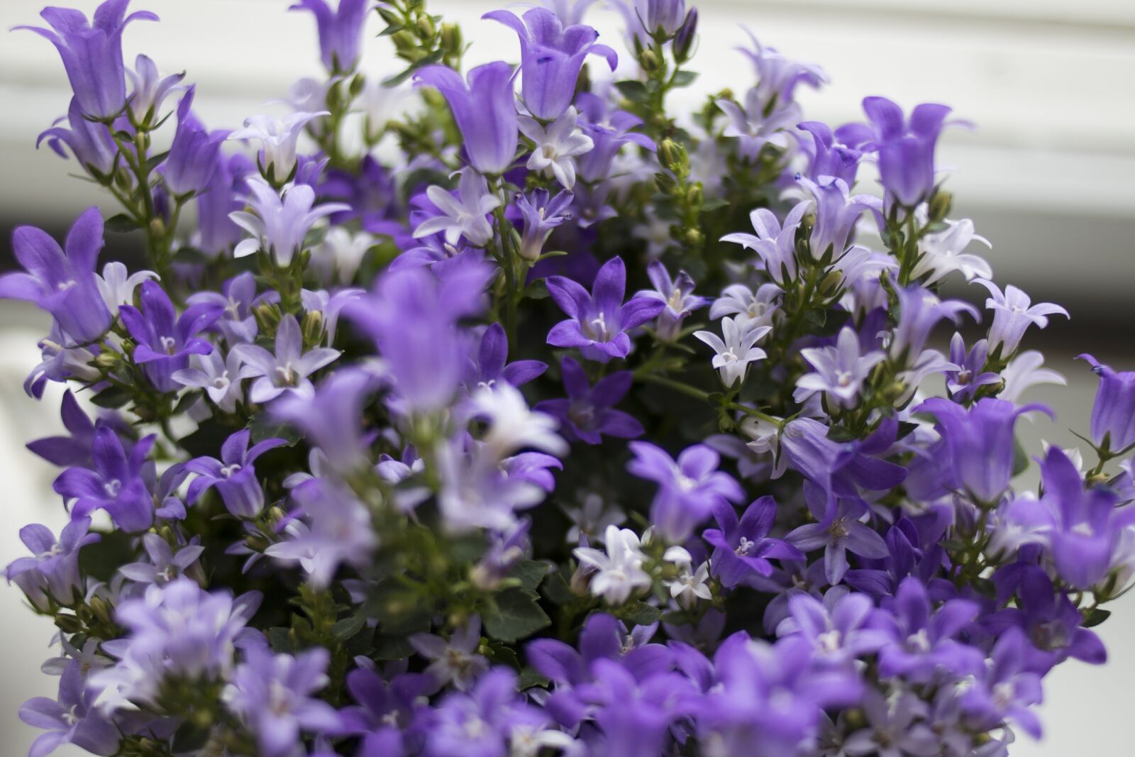 Canon EOS 70D + Canon EF 35mm F2 sample photo. Purple, flower, plant photography