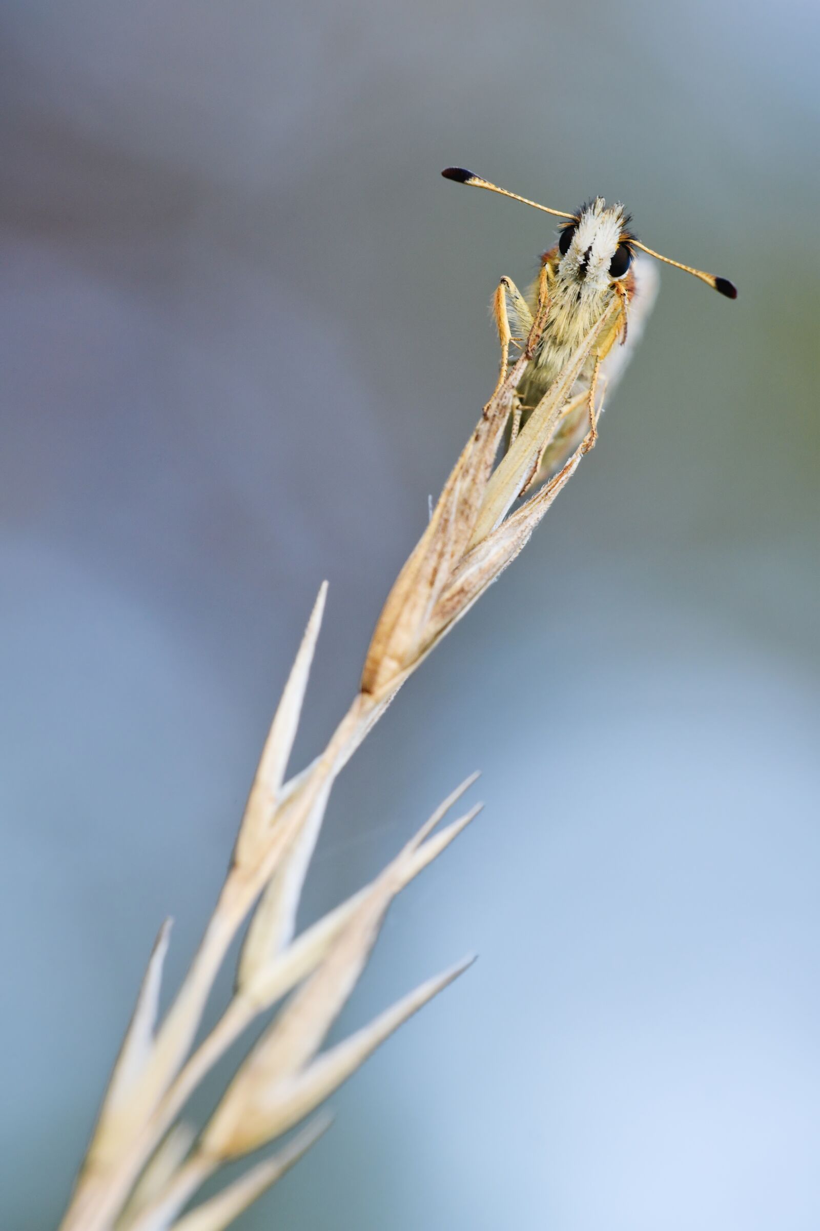 Nikon D750 sample photo. Skipper, nature, macro photography