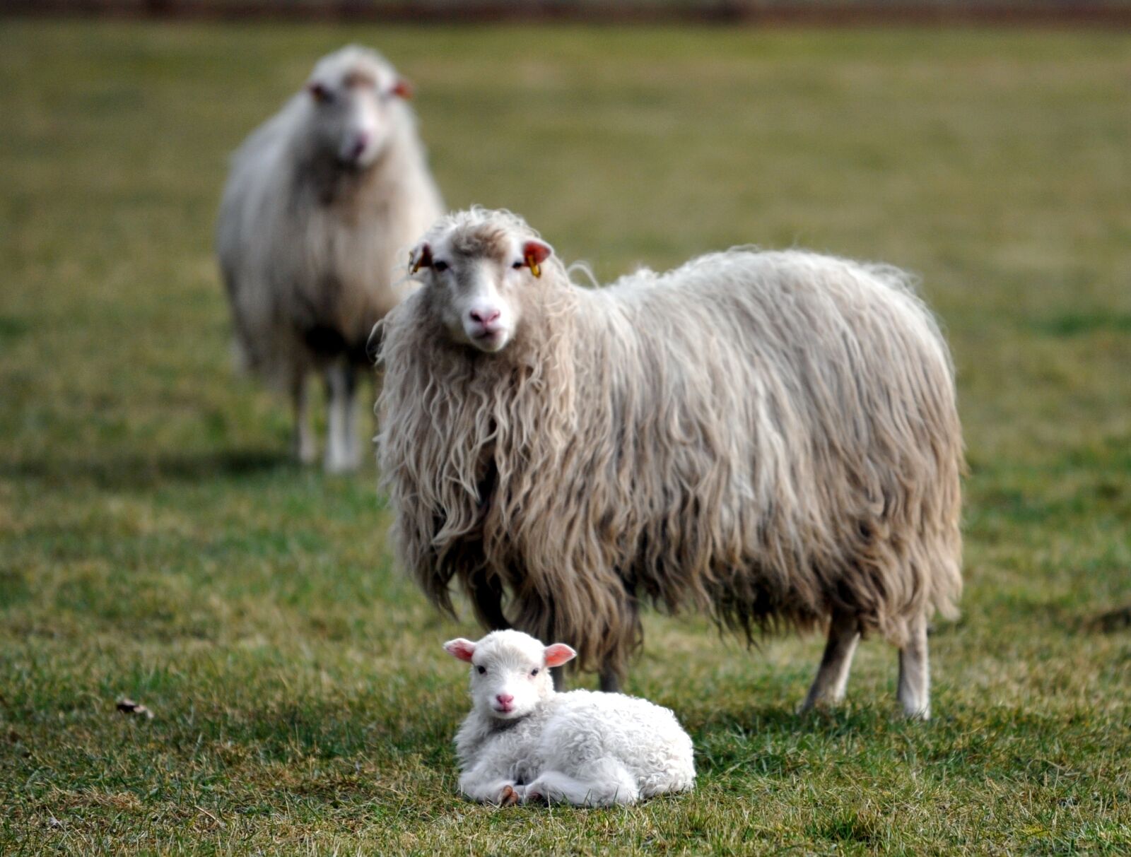 Nikon D700 sample photo. Lamb, sheep, passover photography