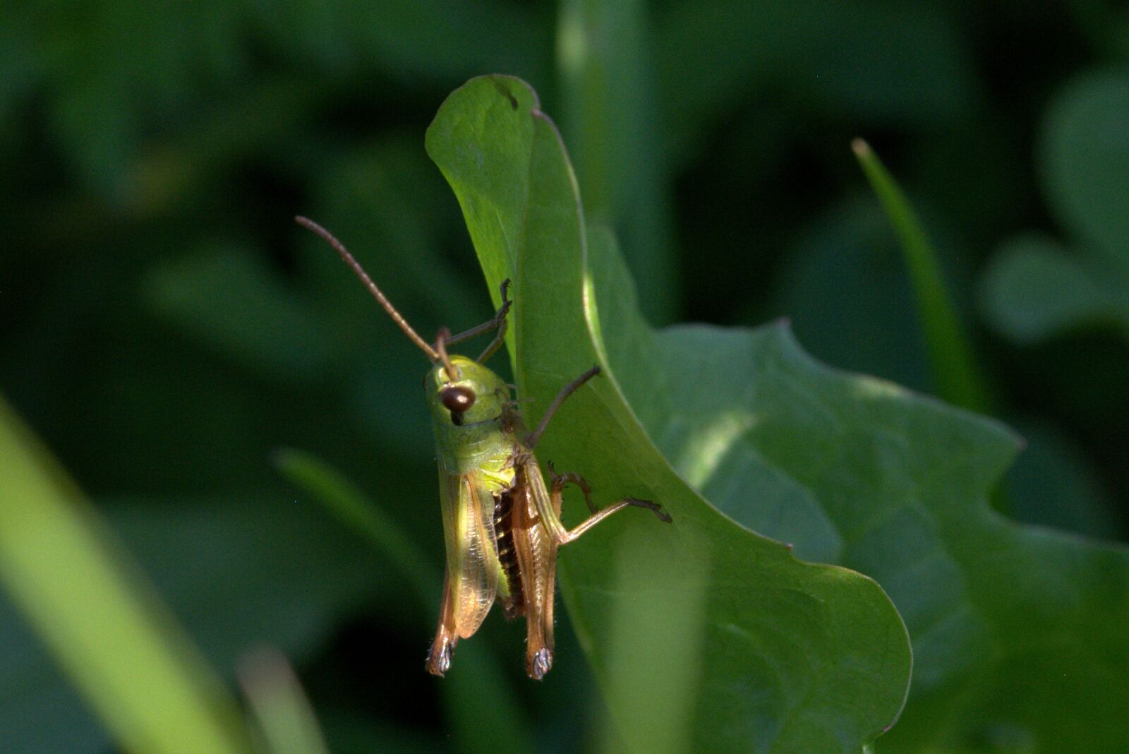 Nikon D5200 sample photo. Grasshopper, insect, close up photography