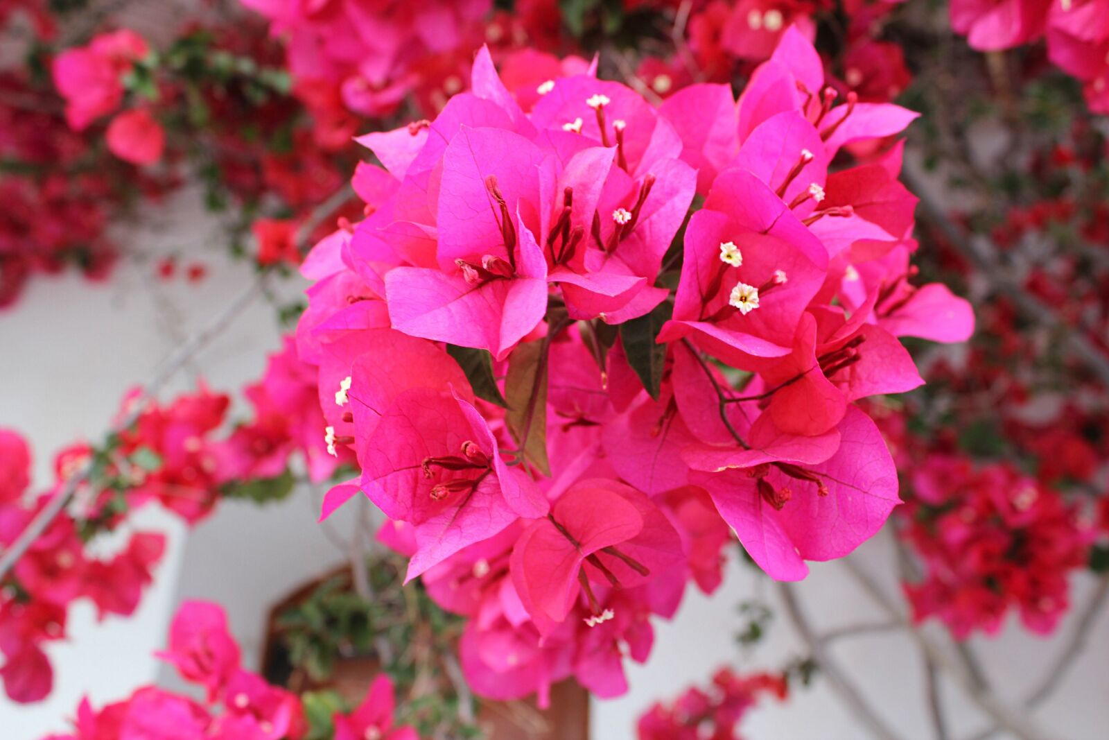 Canon EOS 550D (EOS Rebel T2i / EOS Kiss X4) sample photo. Bougainvillea, plant, bush photography