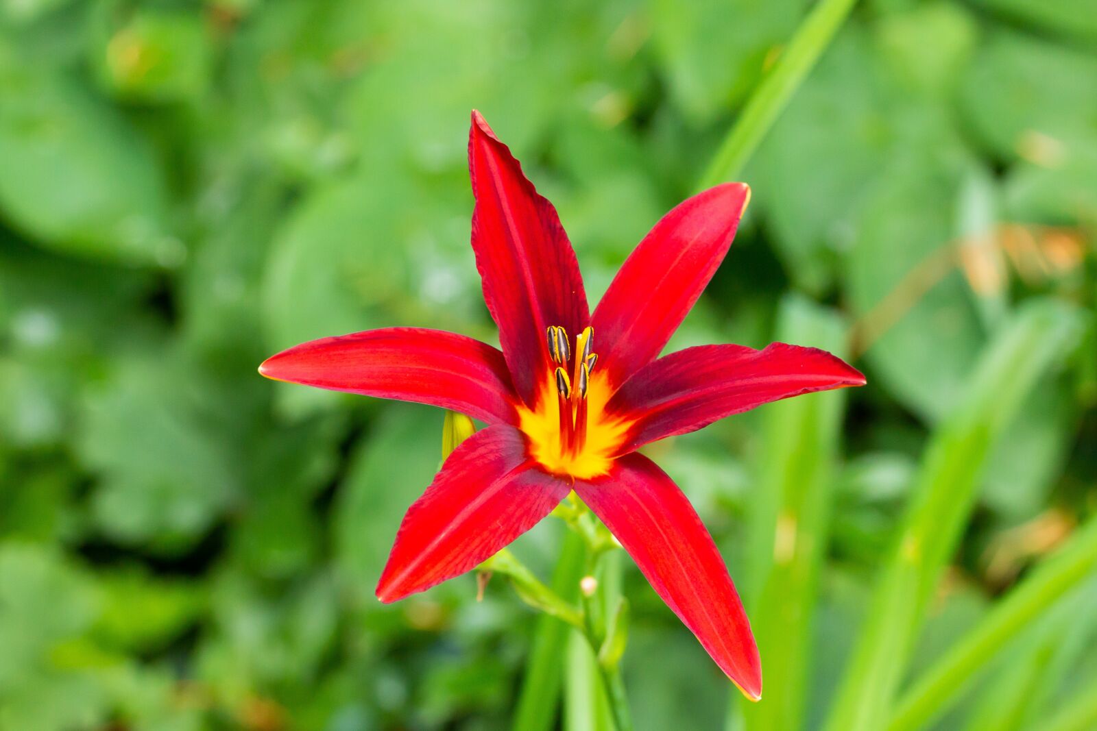 Canon EOS 70D sample photo. Lily, flower, blossom photography