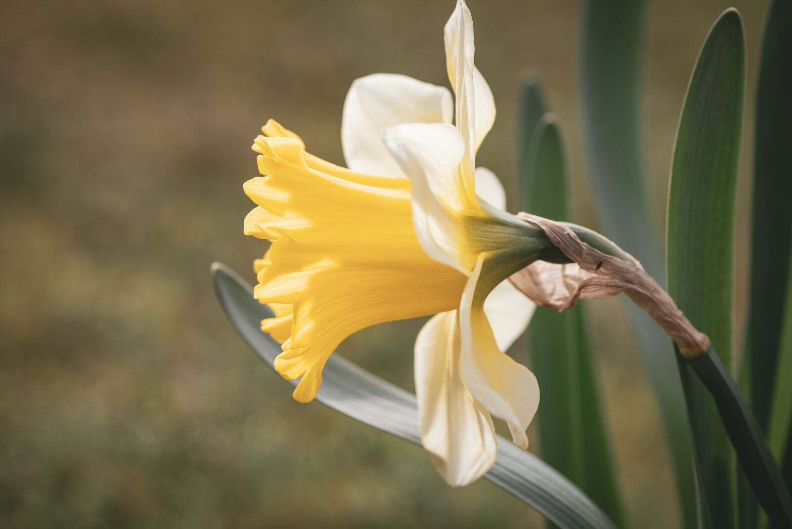 Nikon D750 sample photo. Narcissus, garden, yellow photography