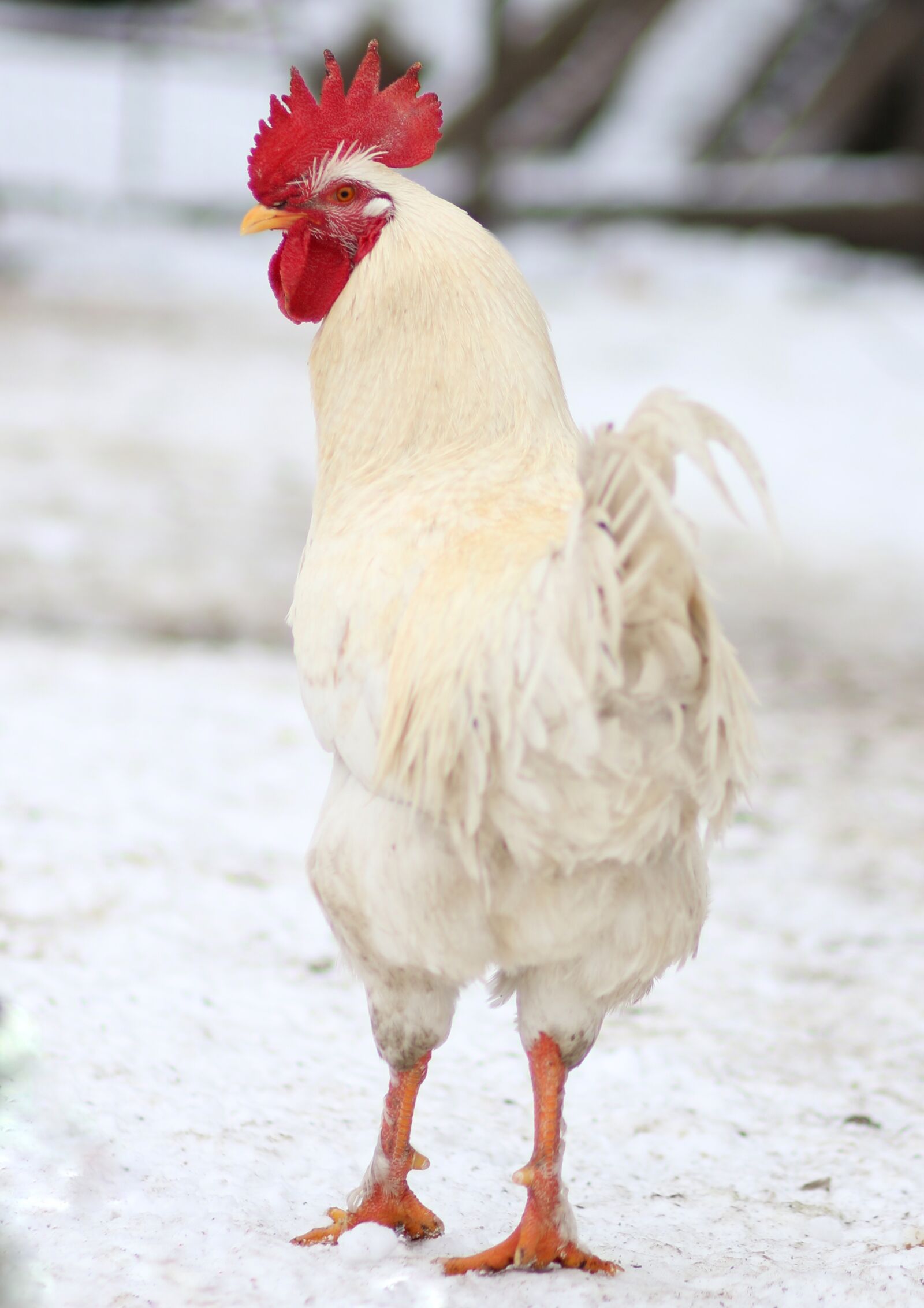 Canon EF 85mm F1.8 USM sample photo. Coconut, chicken, white photography