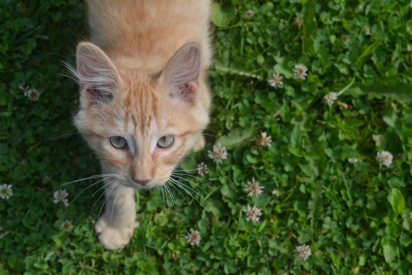 Nikon D3100 sample photo. Kitten, cat, kitty photography