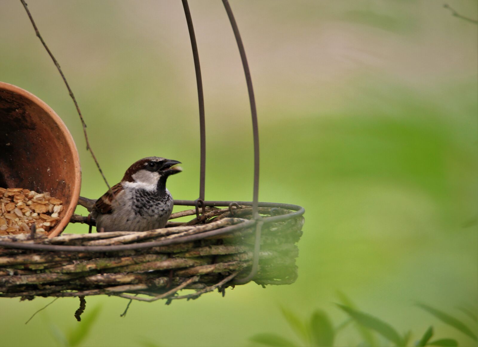 Tamron SP 150-600mm F5-6.3 Di VC USD sample photo. Sparrow, bird, songbird photography