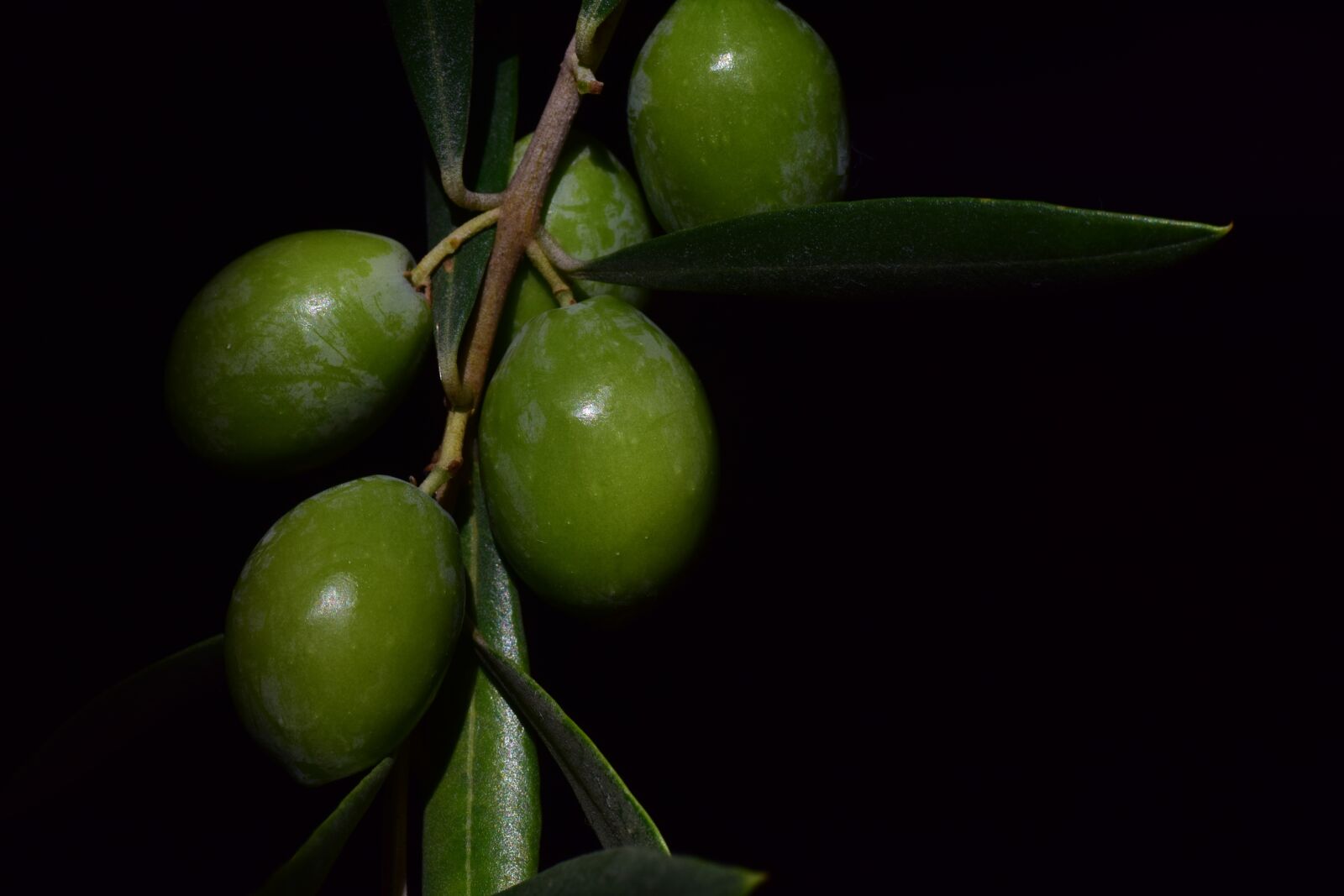 Nikon D3300 sample photo. Olive, nocellara, nocellara olive photography