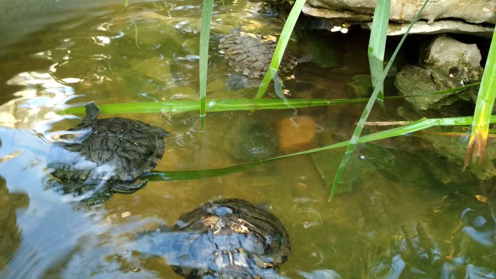 Xiaomi Redmi 4X sample photo. Turtles, lake, nature photography