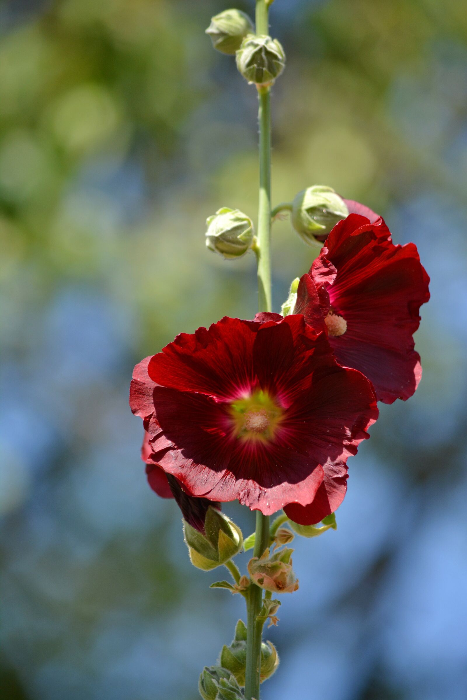 Nikon D5200 sample photo. Red flower, plant, blossom photography