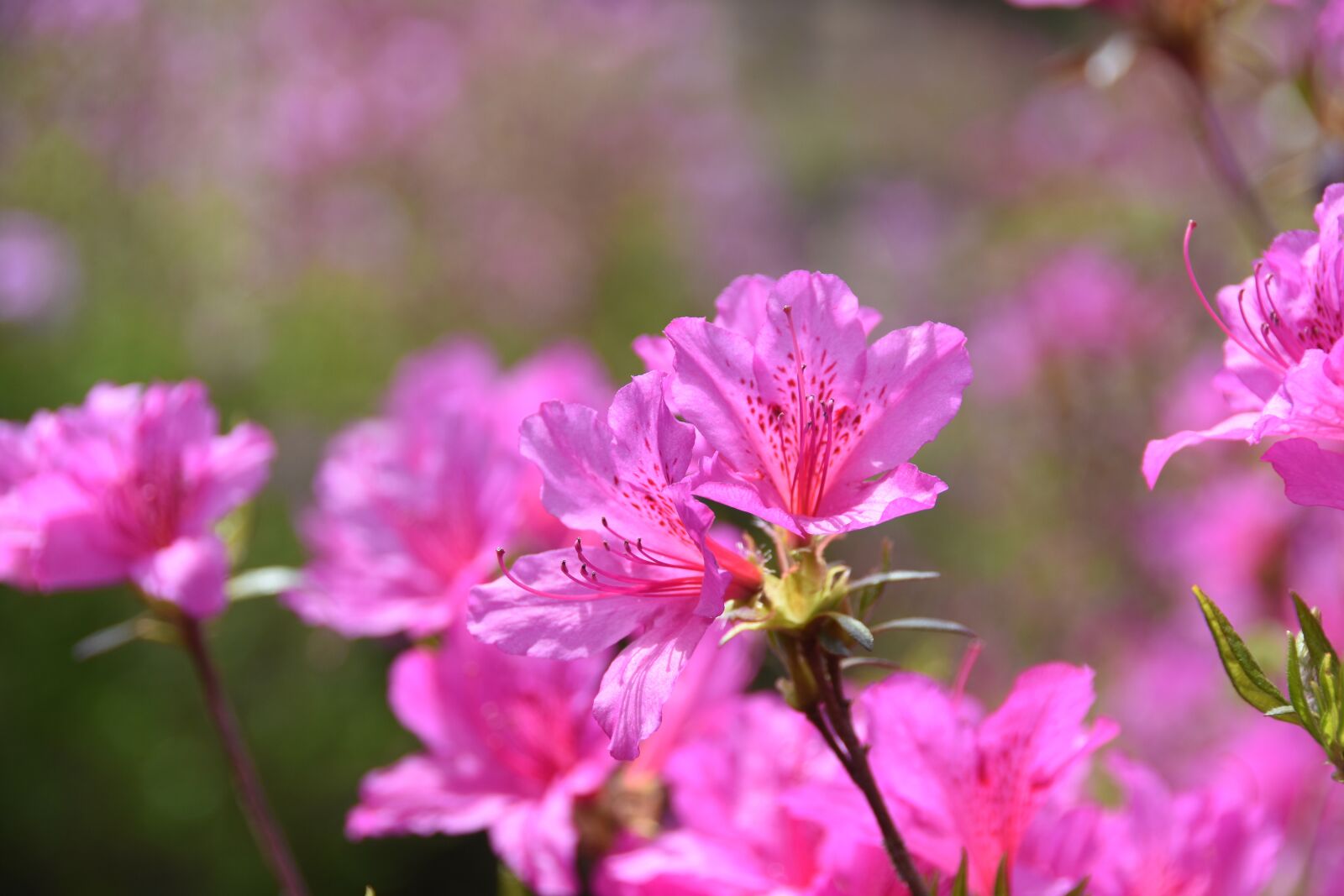 Nikon D7200 sample photo. Pink, flowers, blossom photography