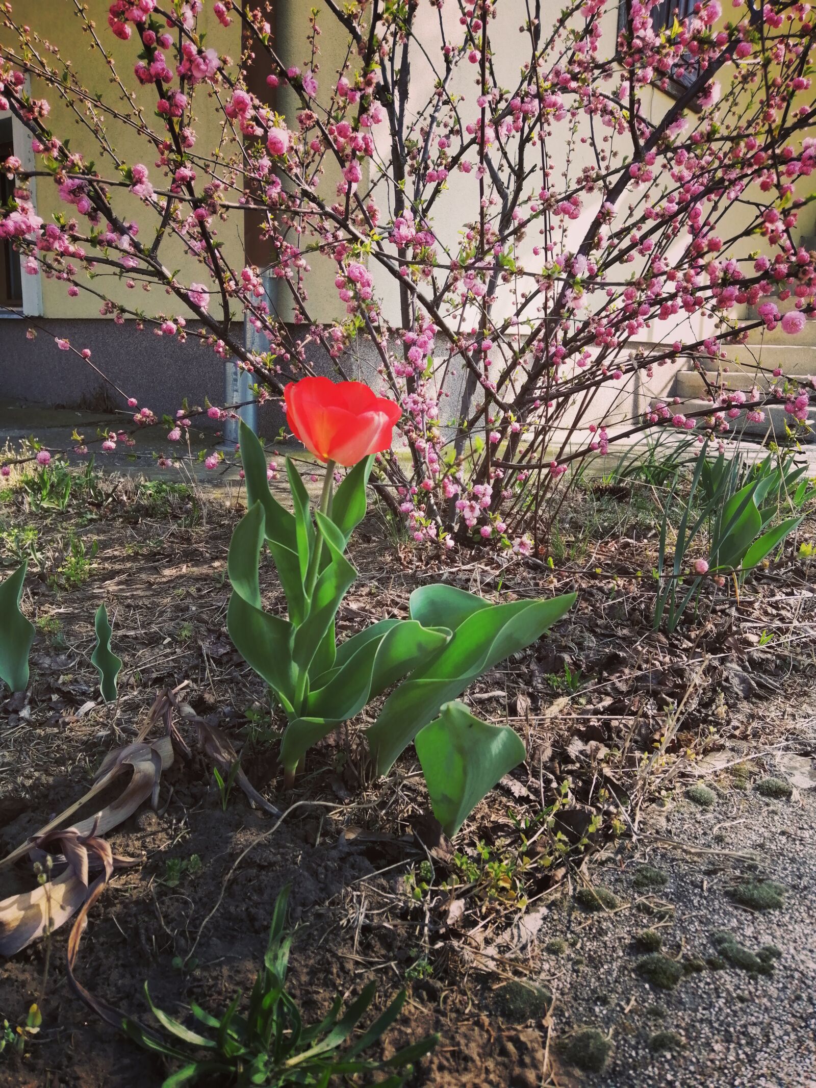 HUAWEI P SMART 2019 sample photo. Easter, holiday, spring photography