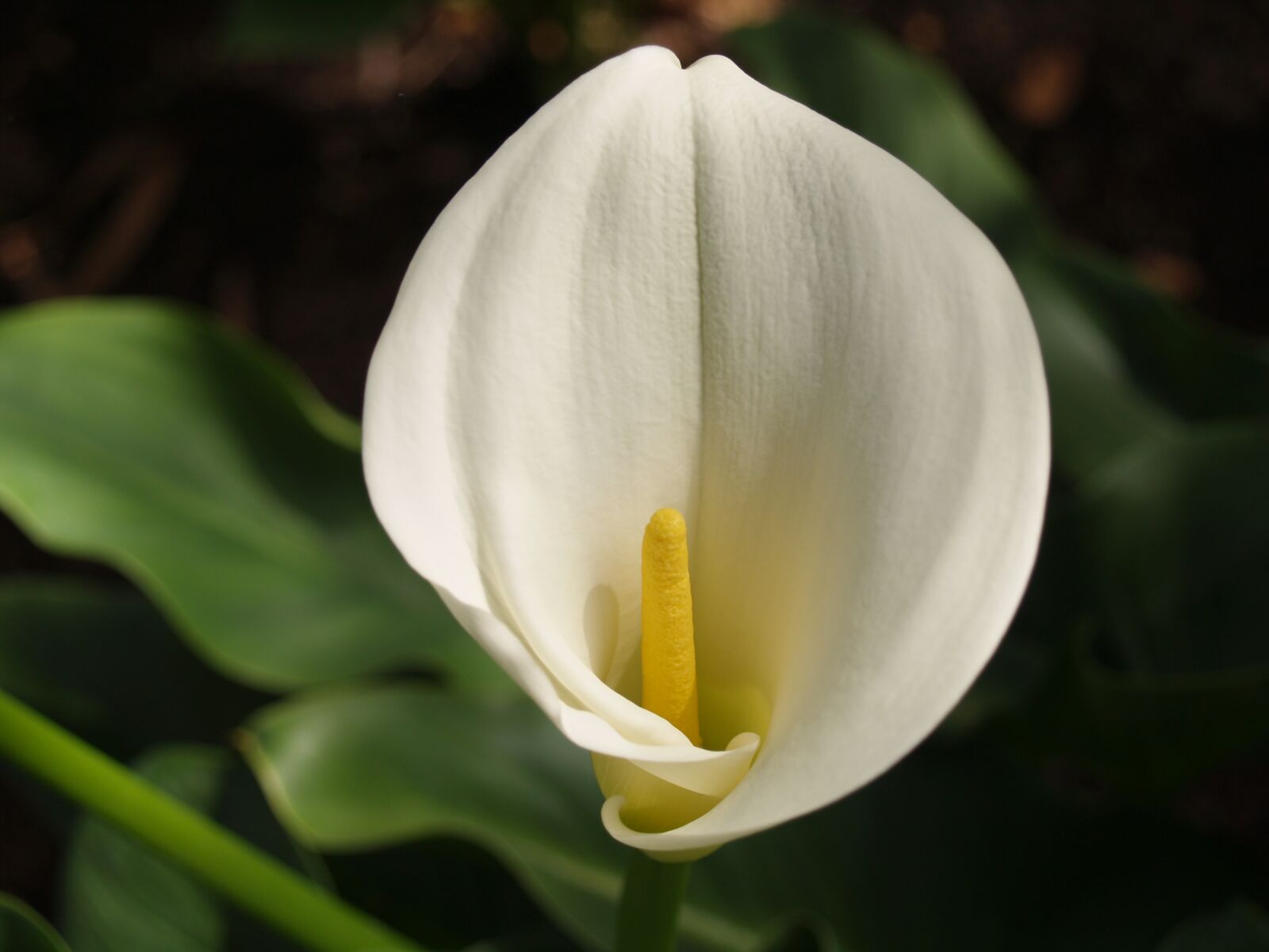 Olympus E-500 (EVOLT E-500) sample photo. Calla, flower, floral photography