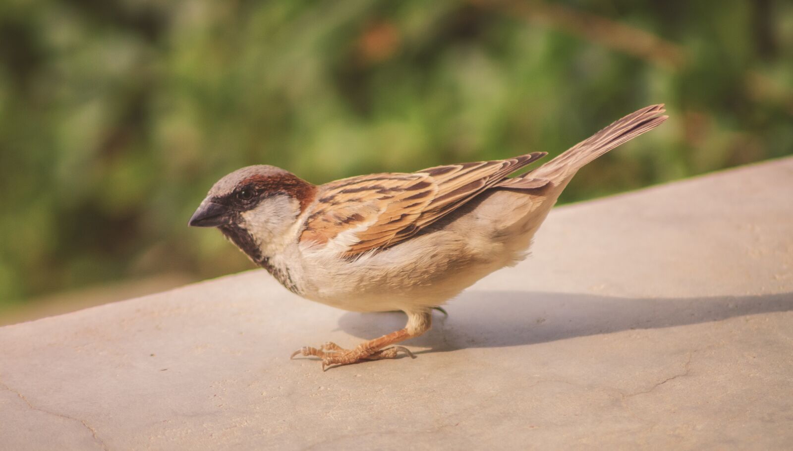 Nikon D7000 sample photo. Sparrow, bird, quizzical photography