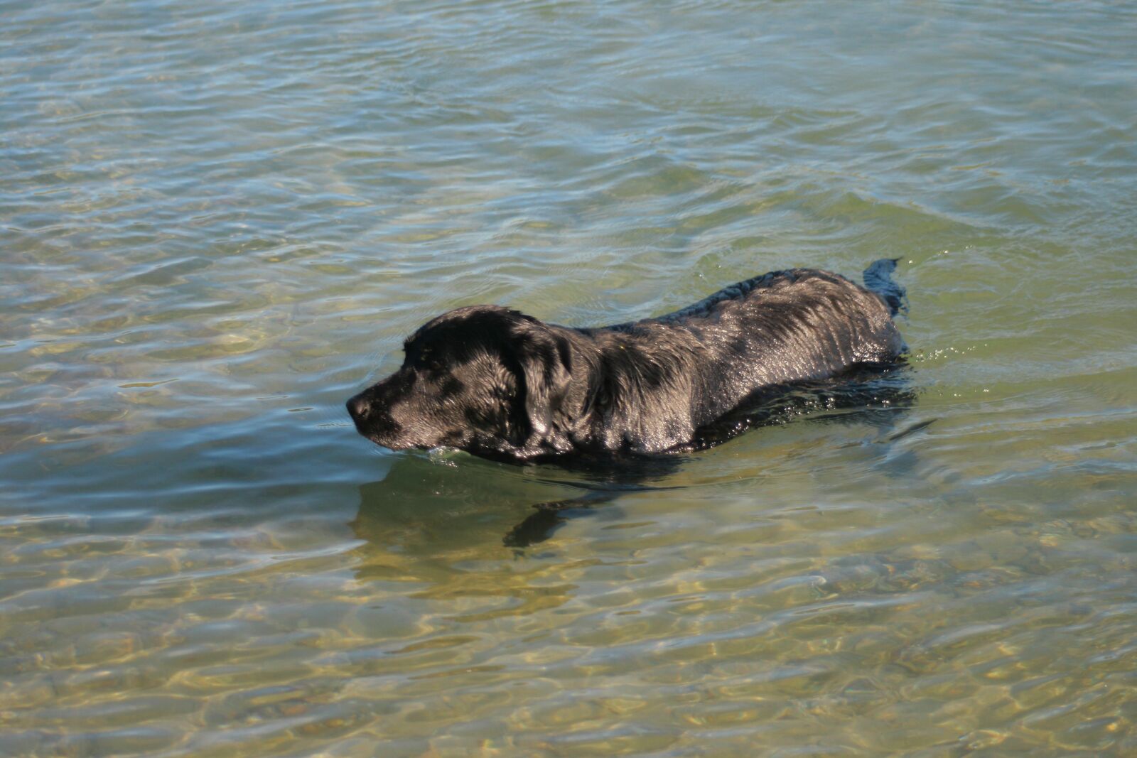 Canon EOS 400D (EOS Digital Rebel XTi / EOS Kiss Digital X) sample photo. Cachorro, nadando, labrador photography