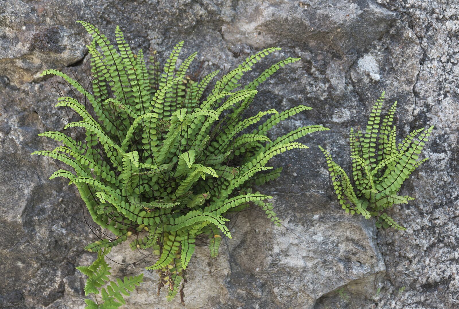 Panasonic Lumix DMC-FZ1000 sample photo. Wall, fern, fouling photography