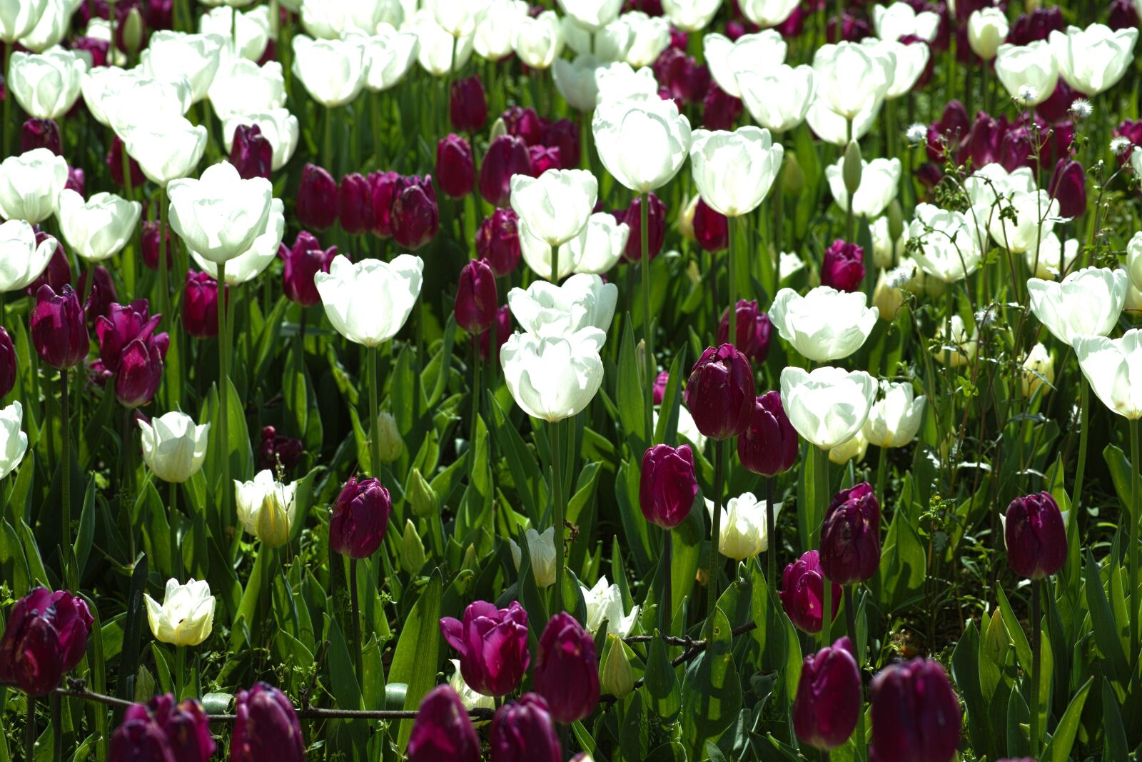 Sigma DP3 Merrill sample photo. Flower, tulips, beautiful photography