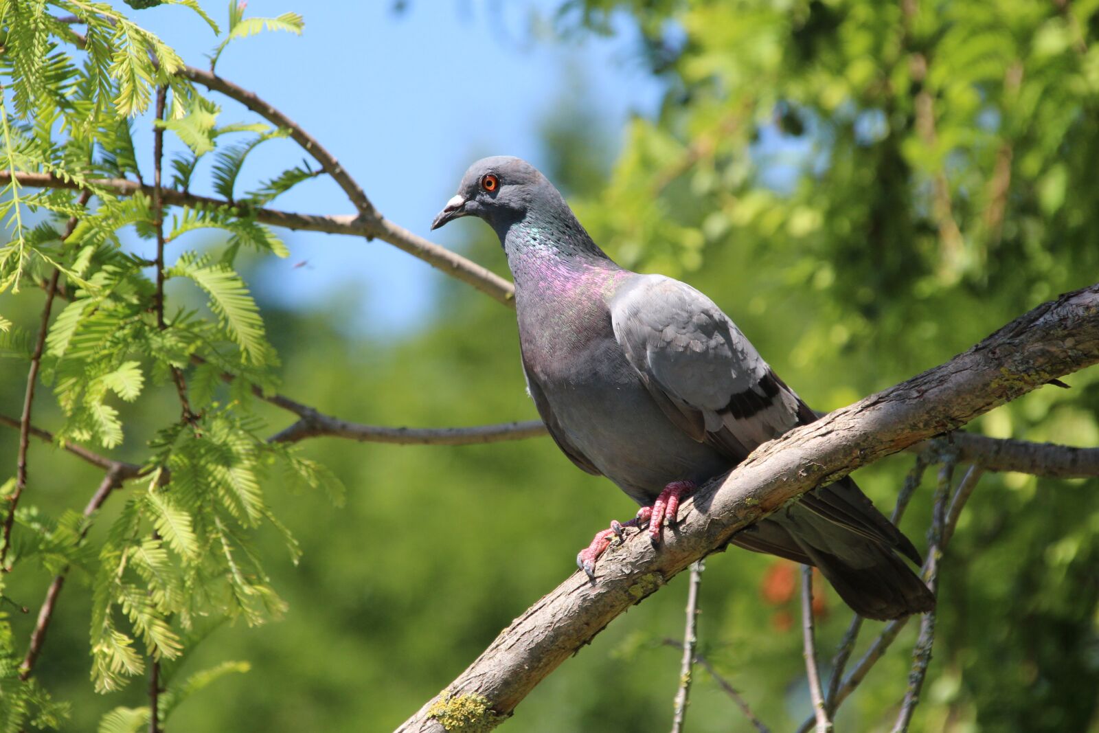 Canon EOS 1200D (EOS Rebel T5 / EOS Kiss X70 / EOS Hi) sample photo. Dove, branch, bird photography