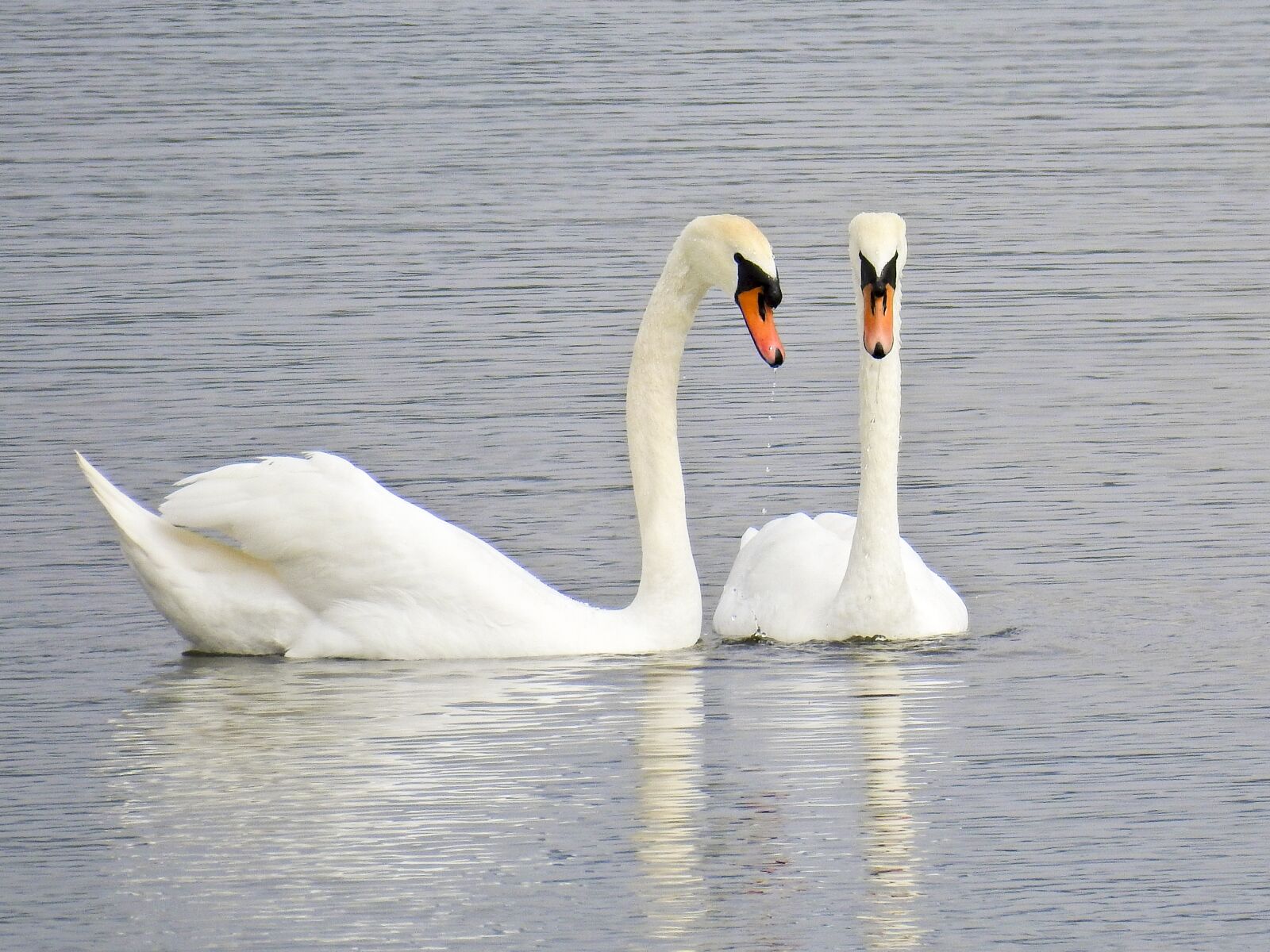 Nikon Coolpix P900 sample photo. Mute swan, swan, bird photography