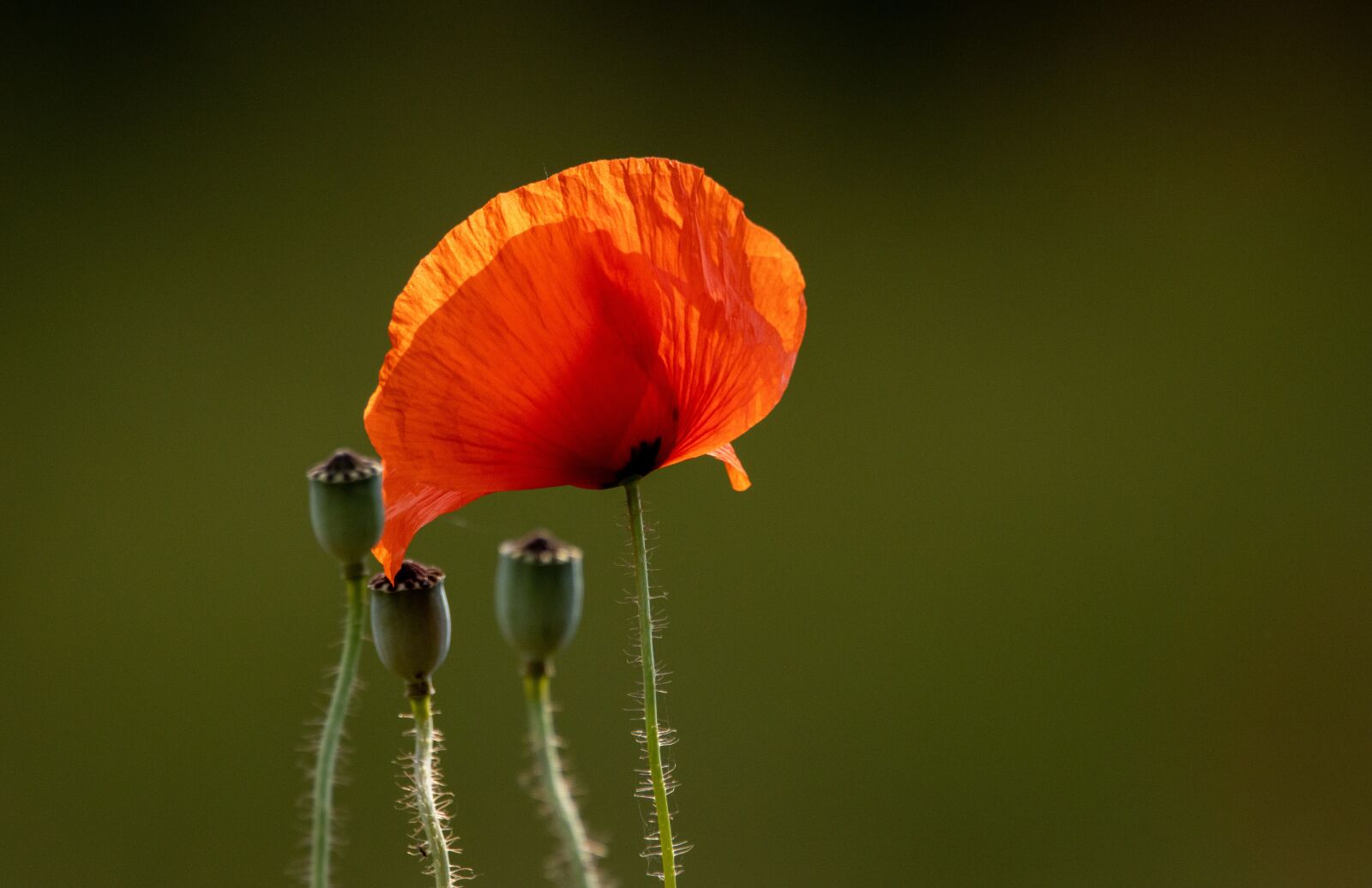 Canon EOS 90D sample photo. Poppy, red, nature photography