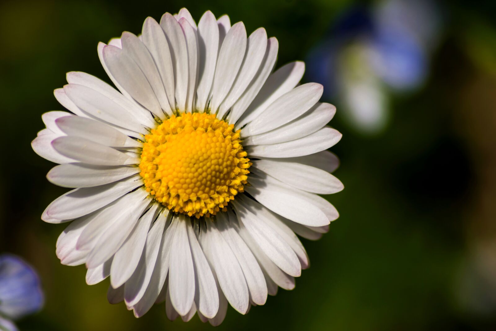 Nikon D7200 sample photo. Daisies, spring, nature photography