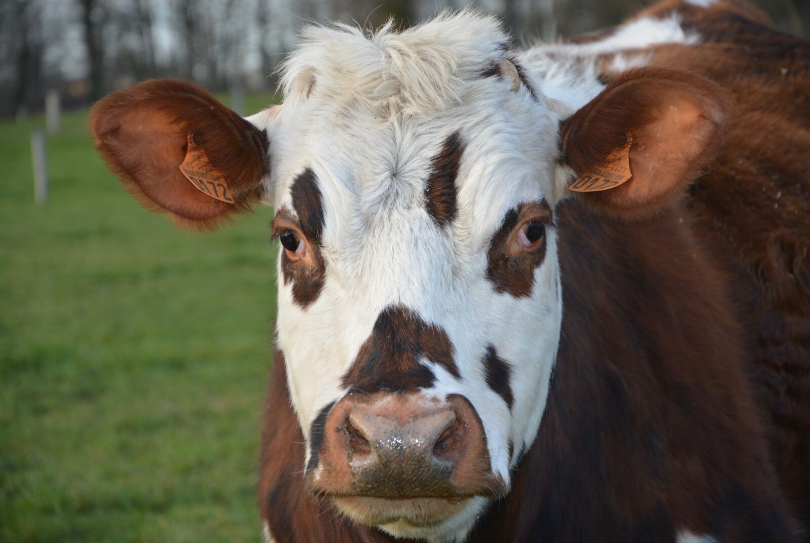 Nikon D5200 sample photo. Cow, normande cow, head photography