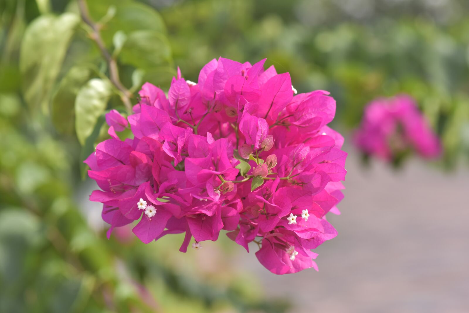 Nikon D810 sample photo. Flower, asia, pretty photography