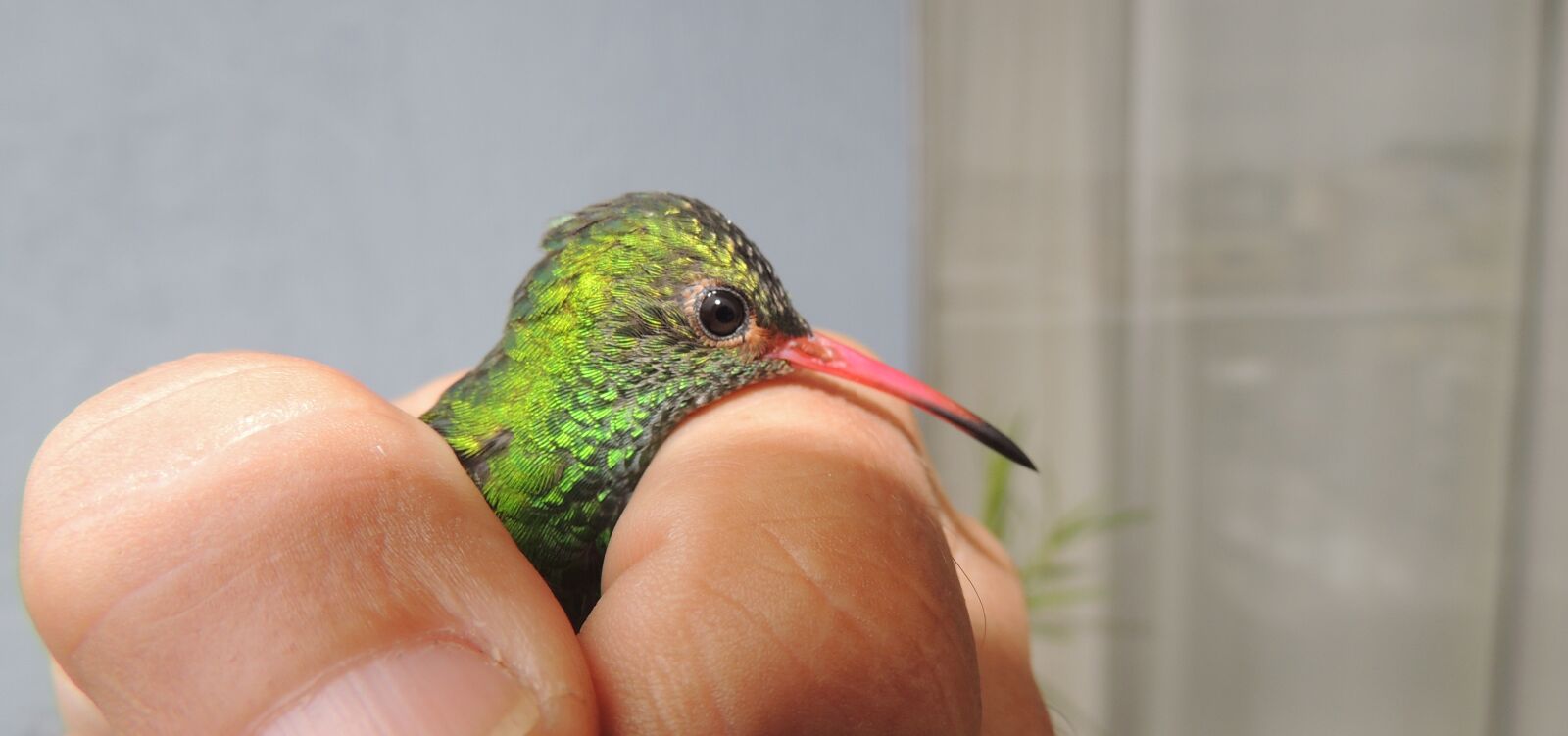 Nikon Coolpix P510 sample photo. Nature, avez, hummingbird photography