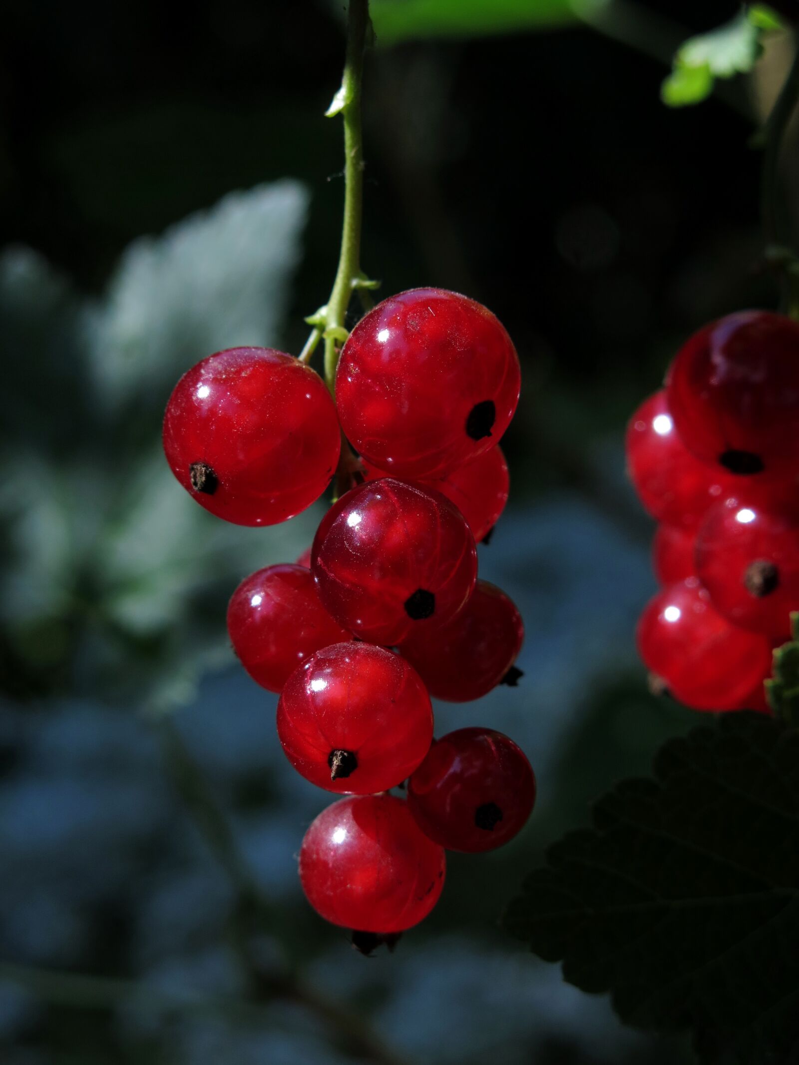 Canon PowerShot G15 sample photo. Currants, red, ripe photography